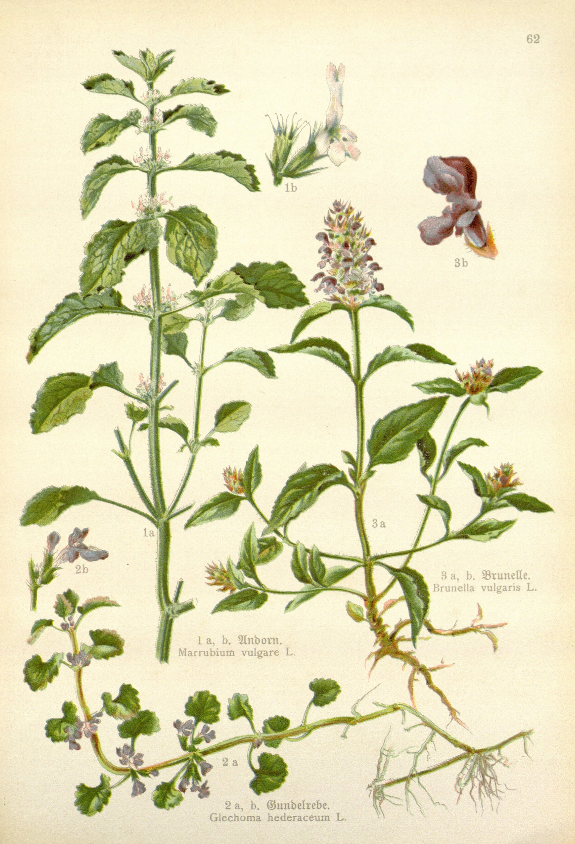 no full size  illustration available (3a)