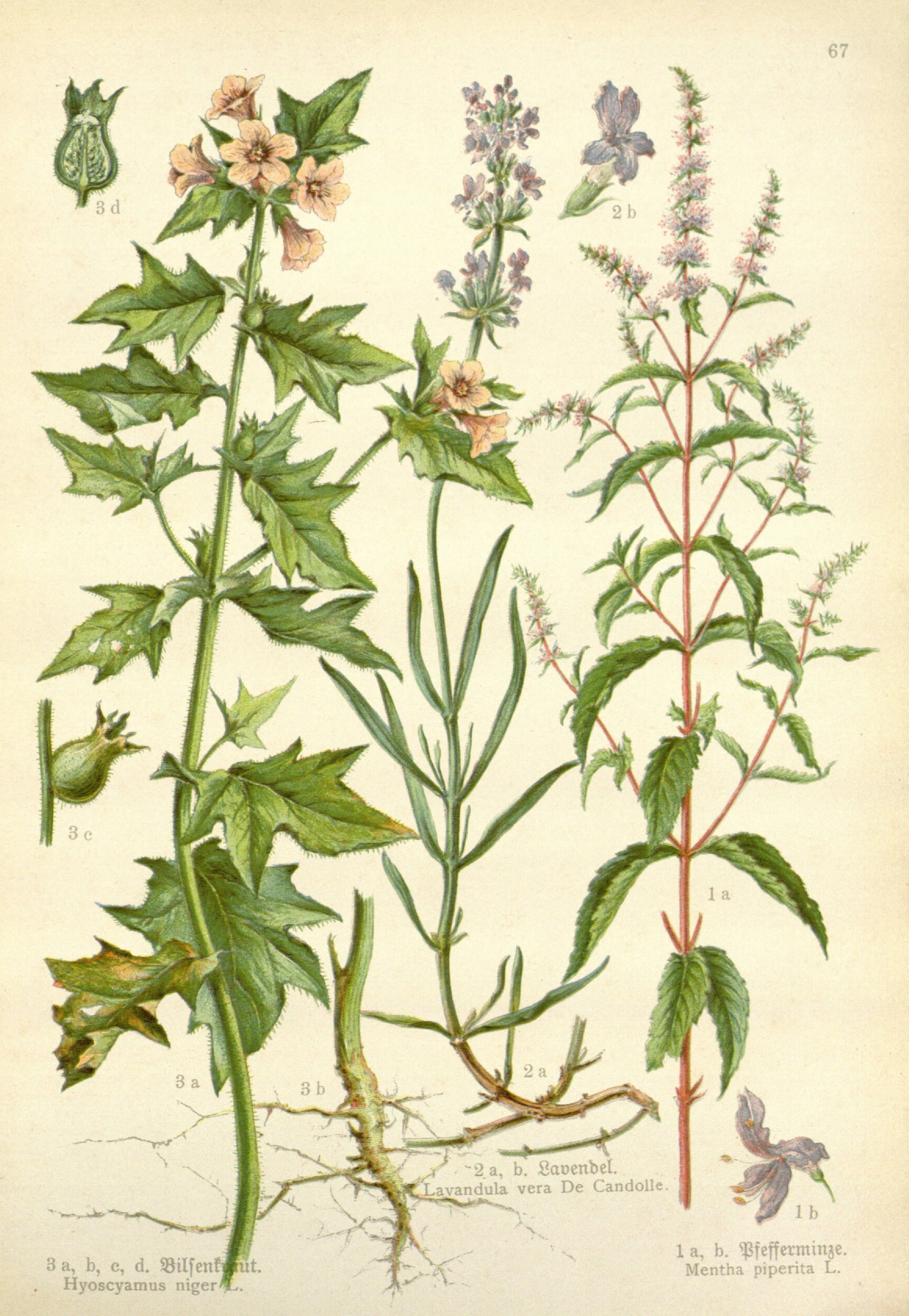 no full size  illustration available (3a)