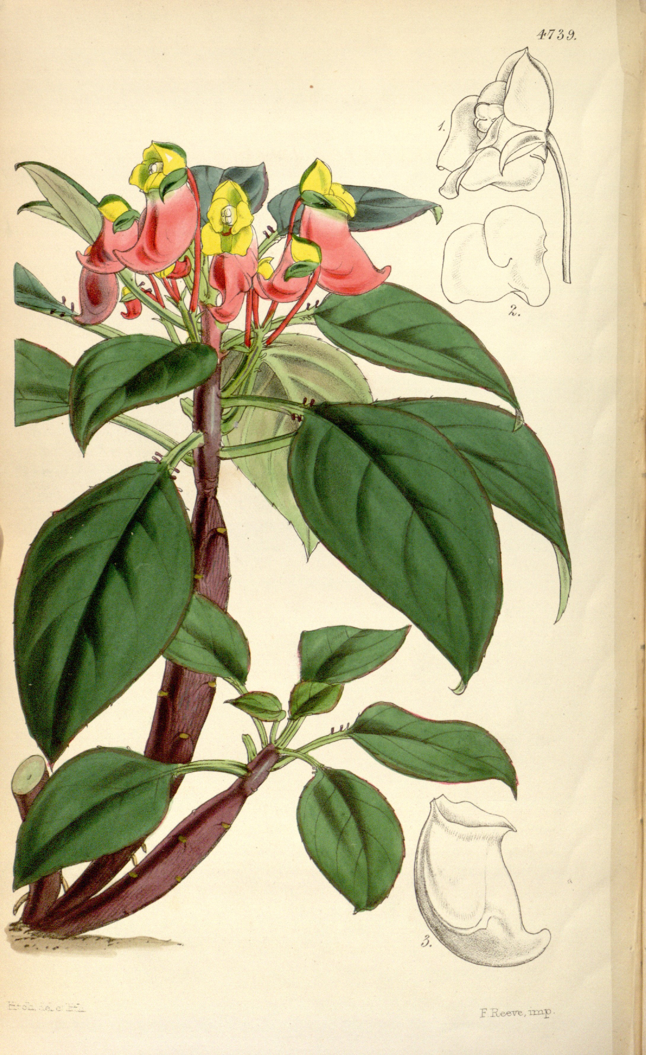 no full size  illustration available (3a)