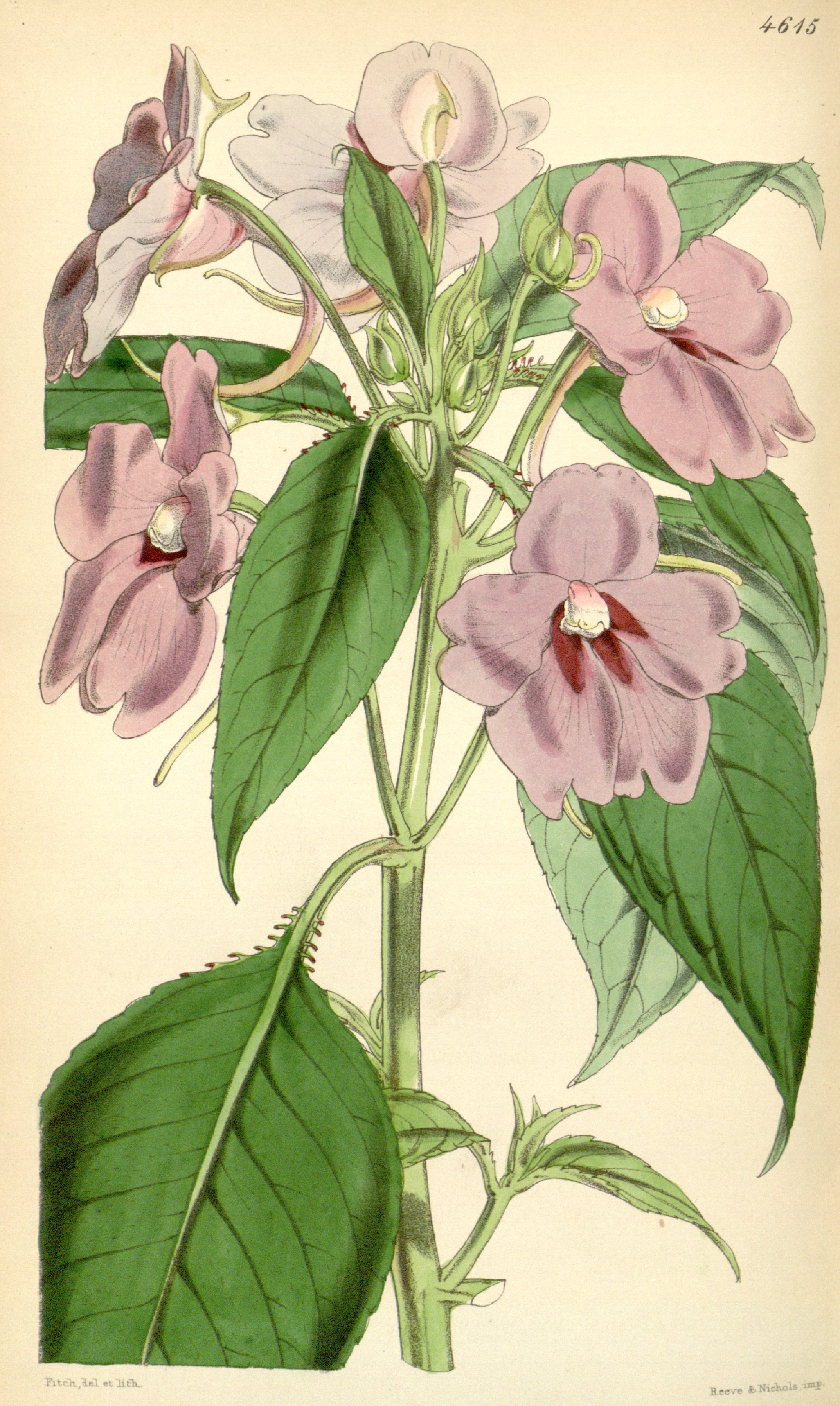 no full size  illustration available (3a)