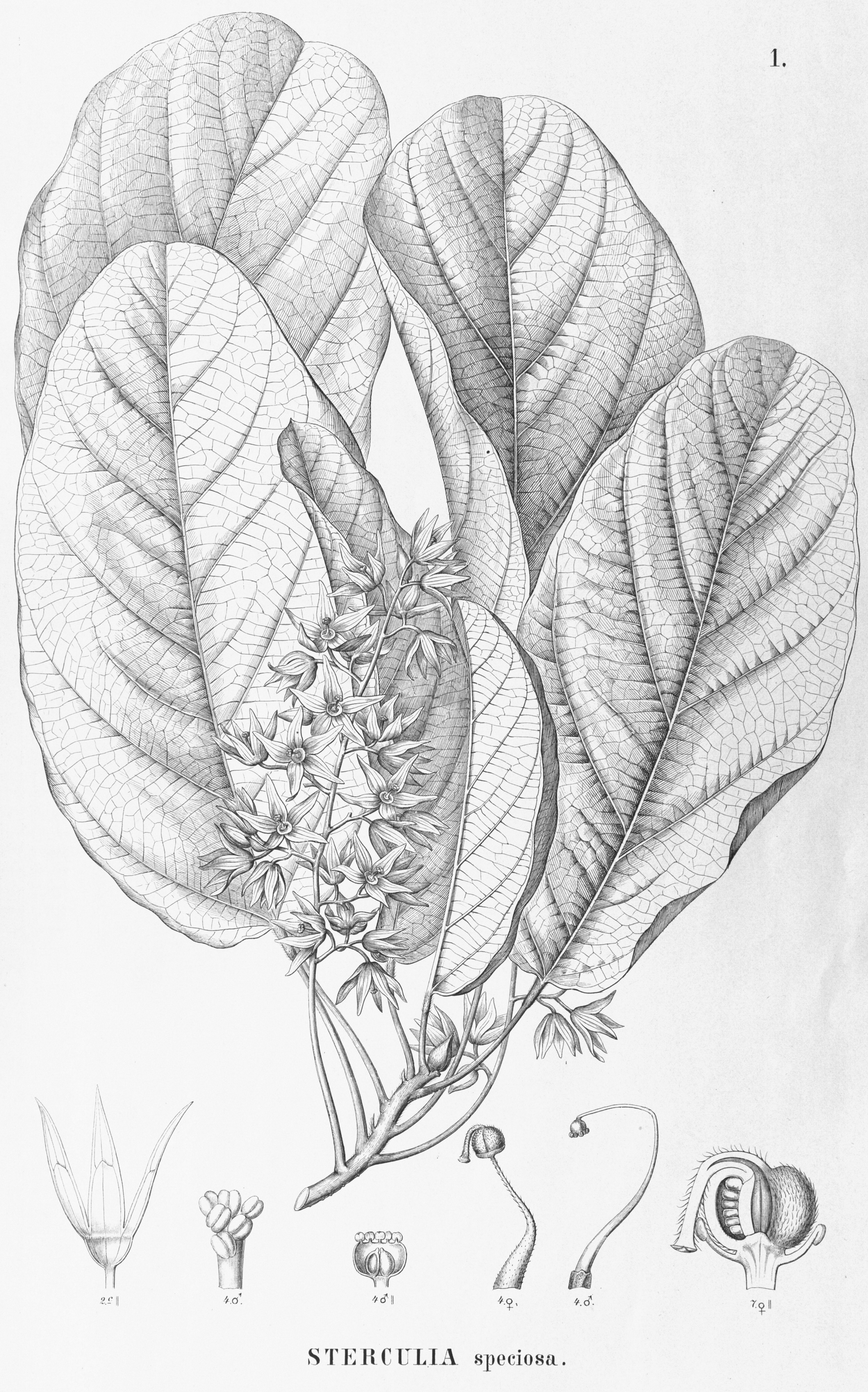 no full size  illustration available (3a)