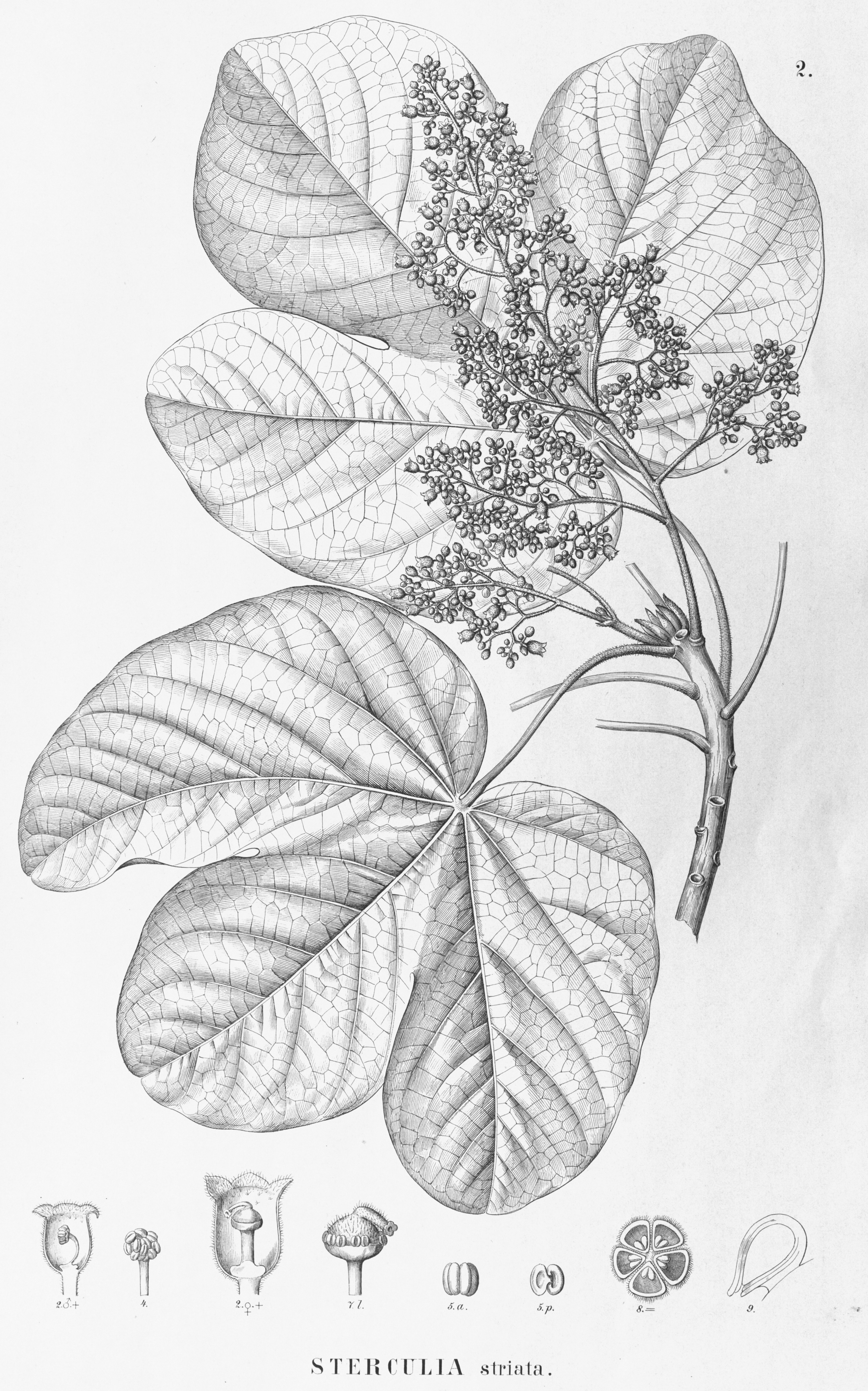 no full size  illustration available (3a)