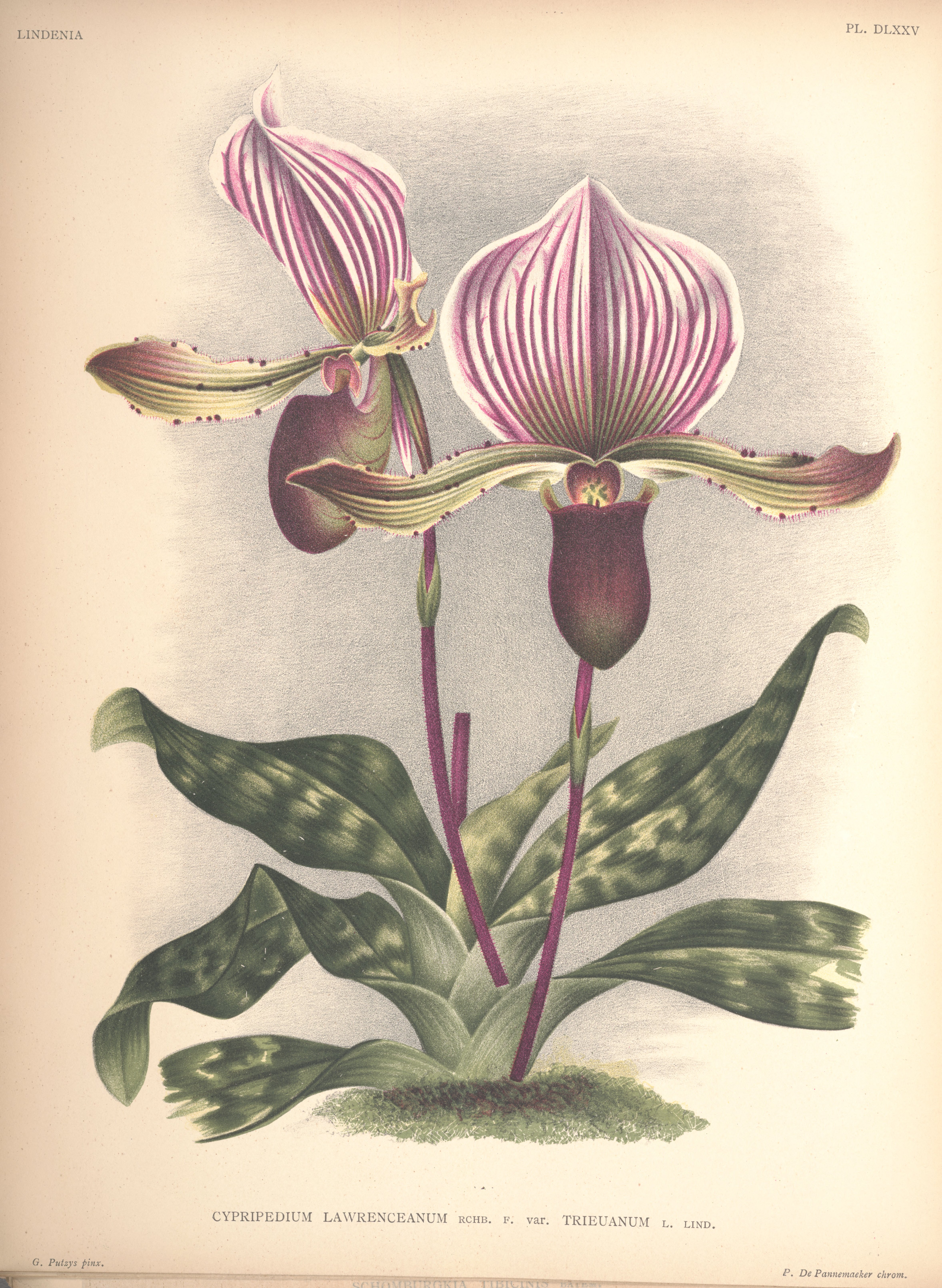 no full size  illustration available (3a)