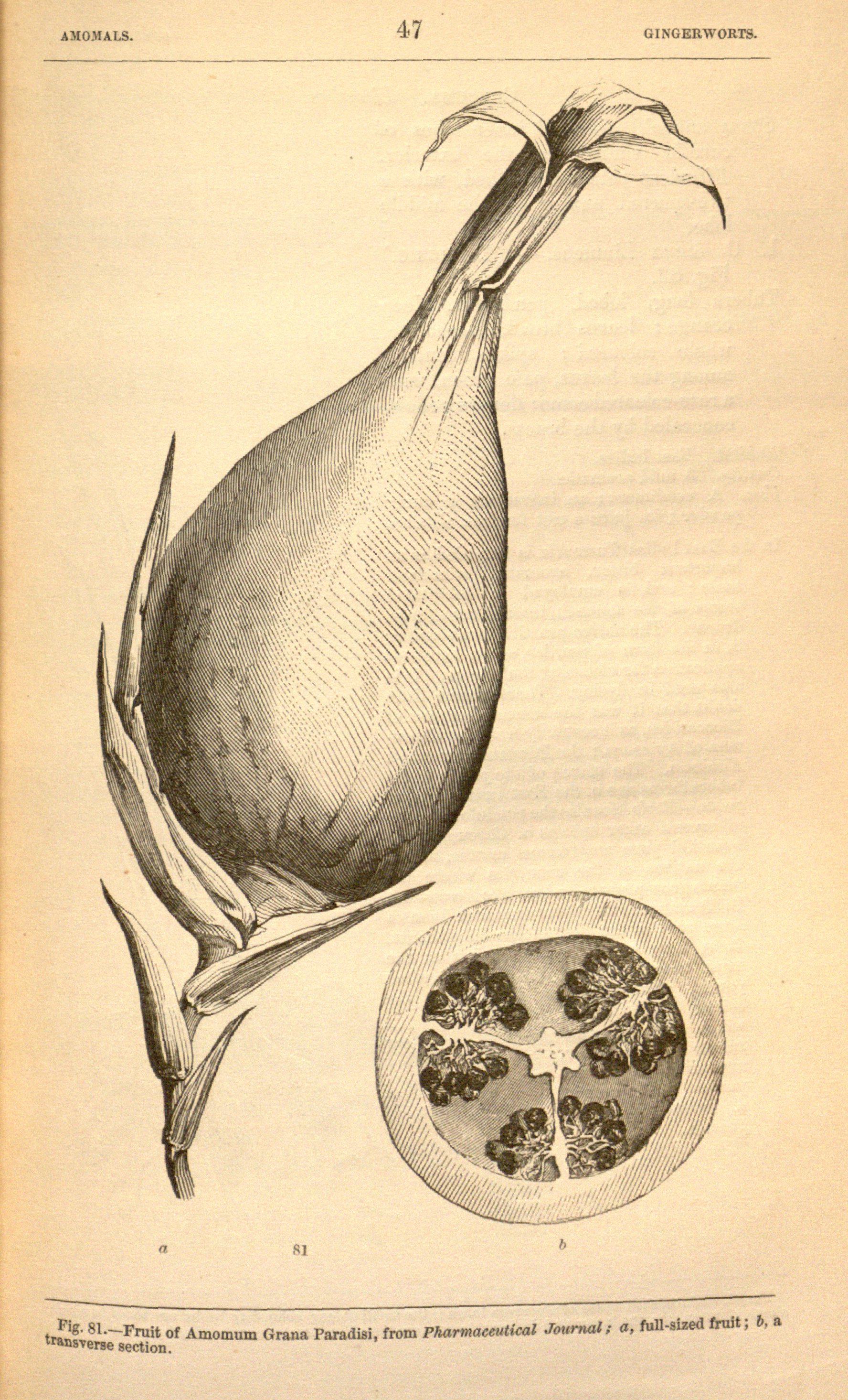 no full size  illustration available (3a)