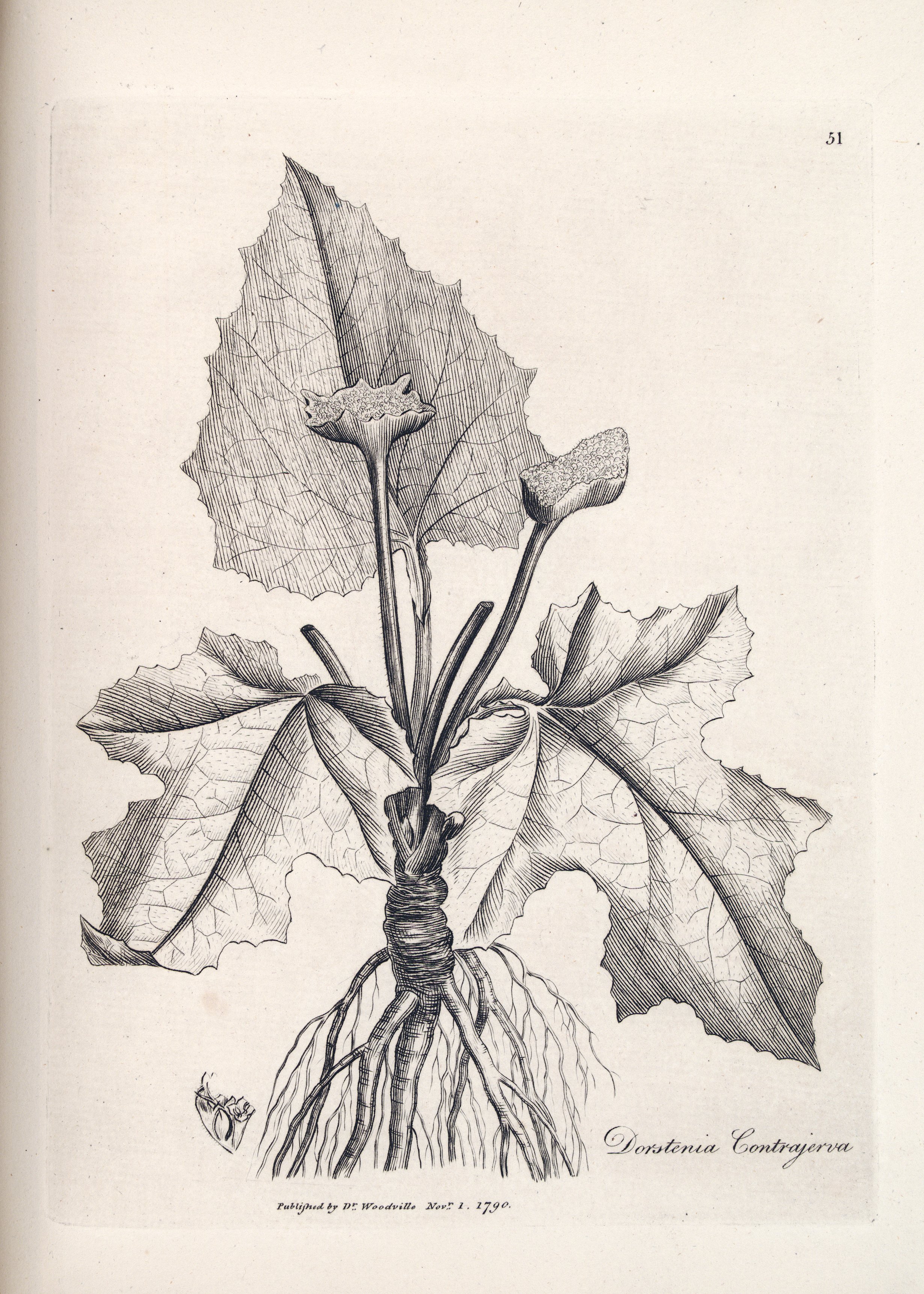 no full size  illustration available (3a)