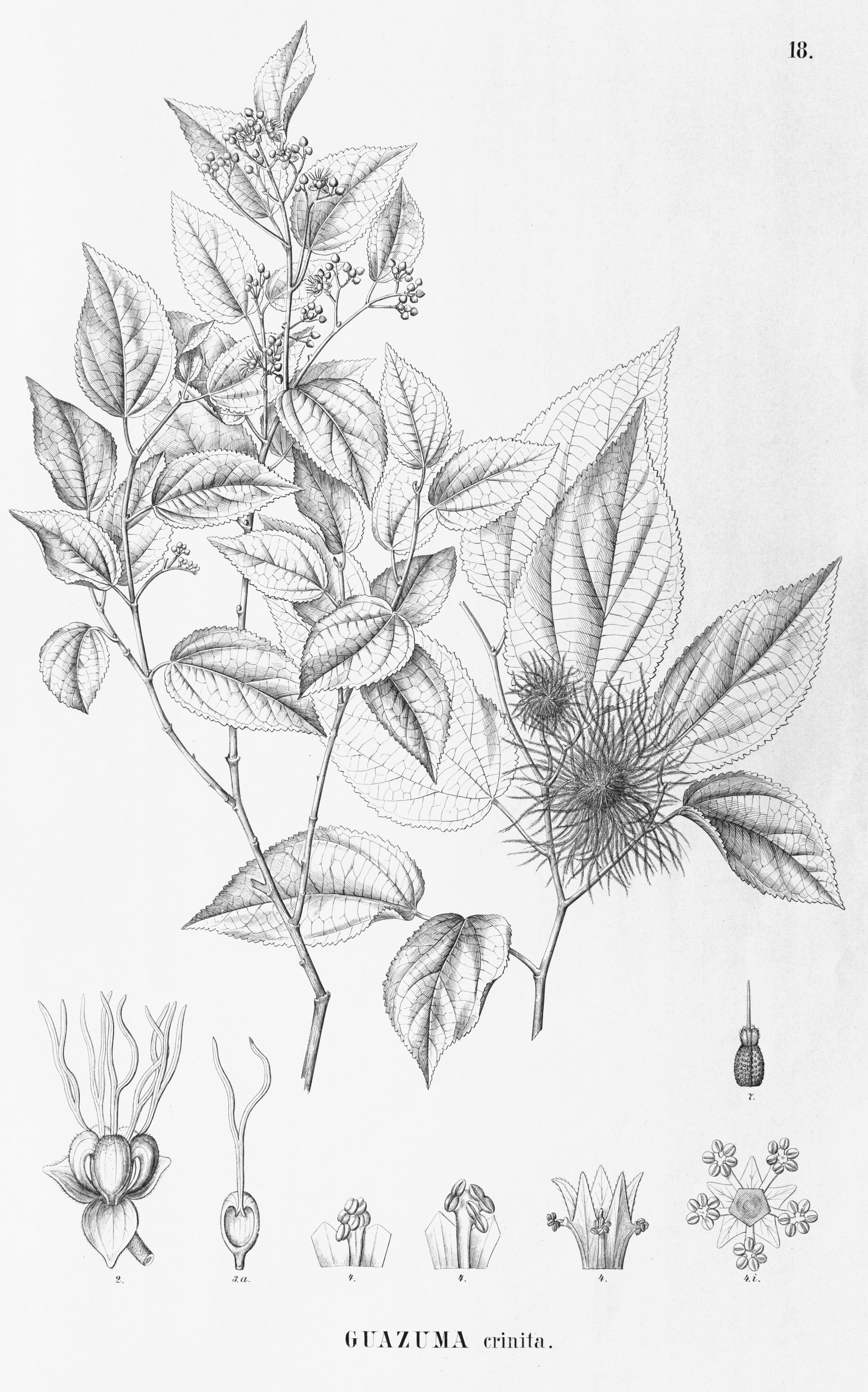 no full size  illustration available (3a)