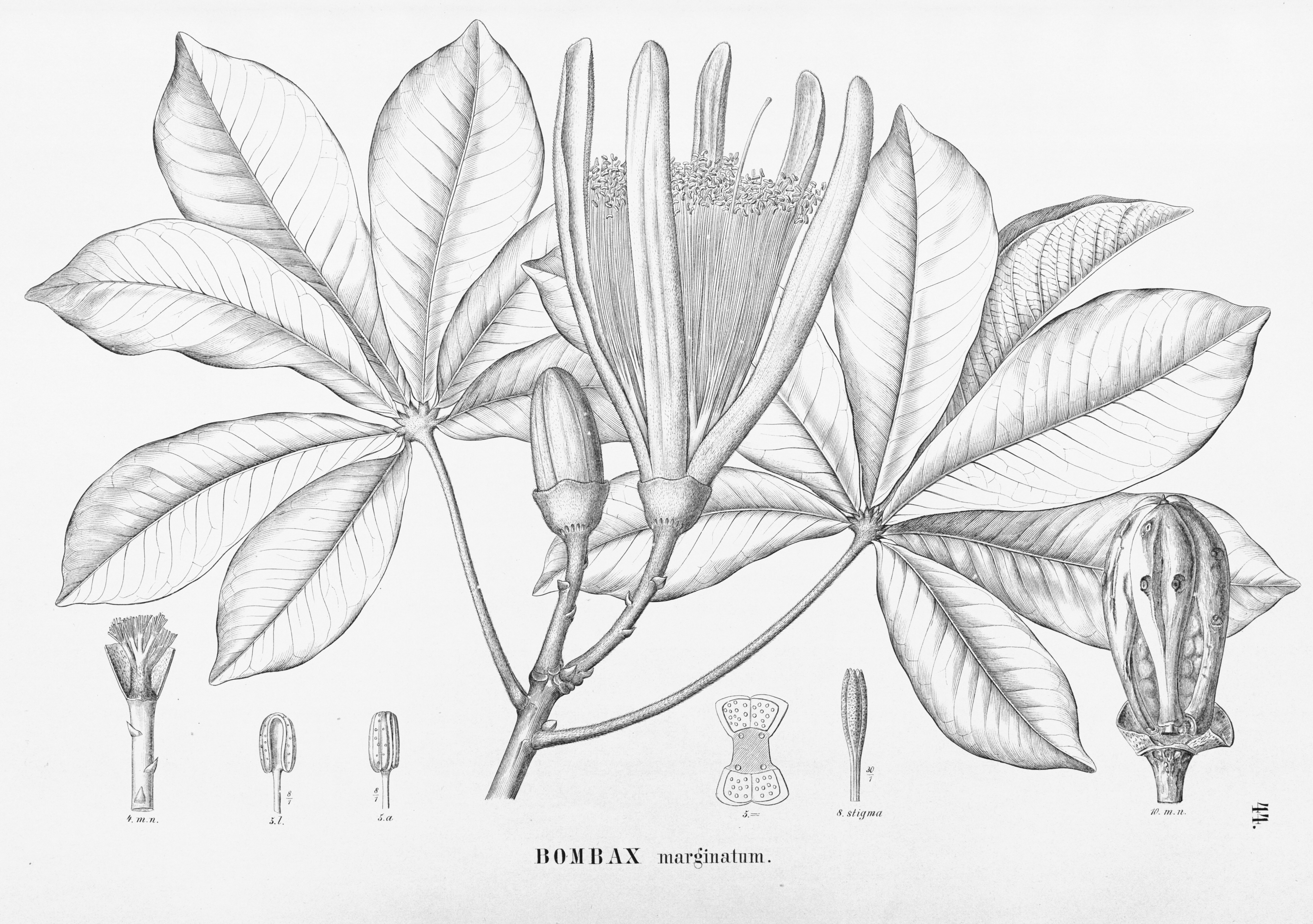 no full size  illustration available (3a)