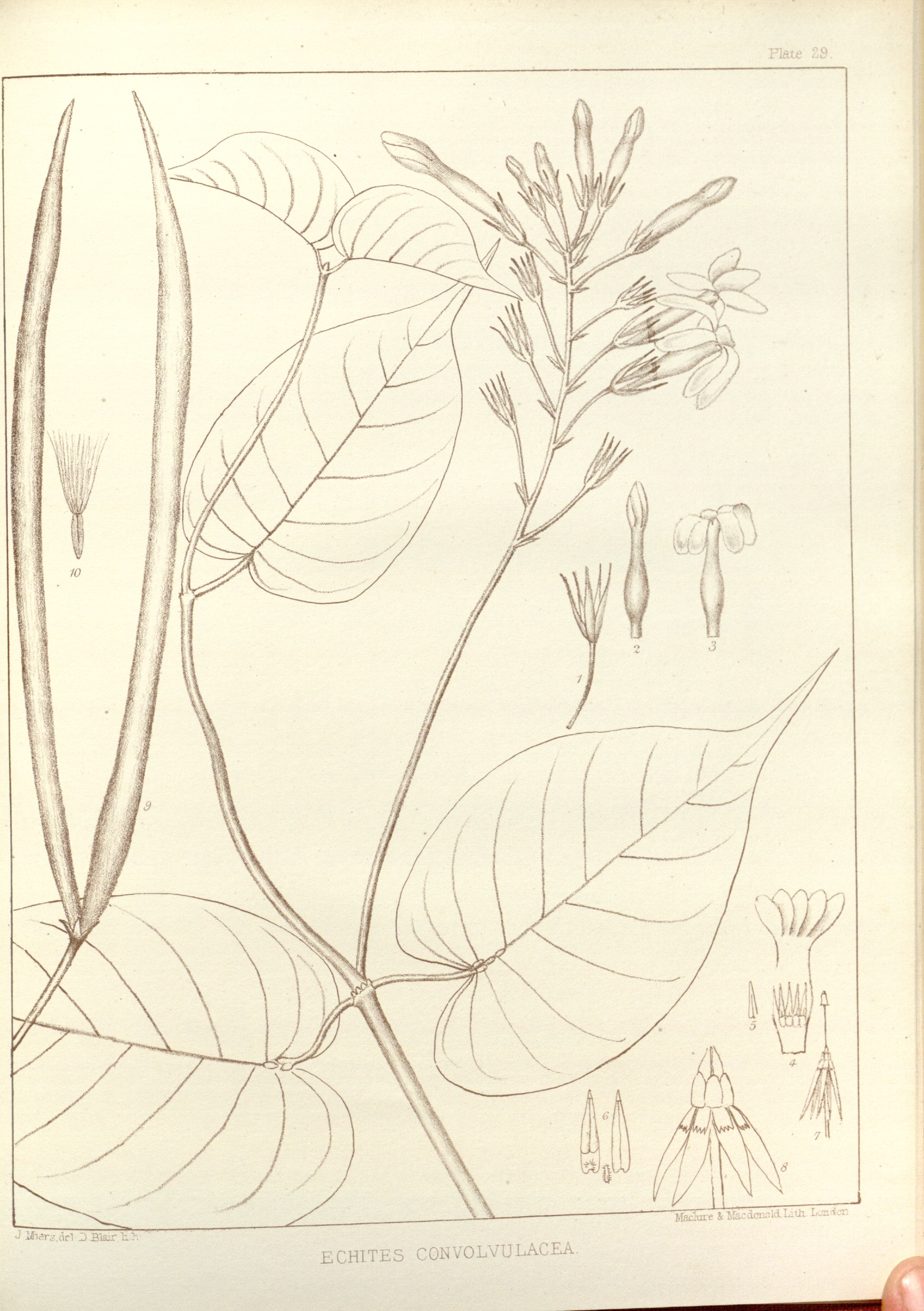 no full size  illustration available (3a)