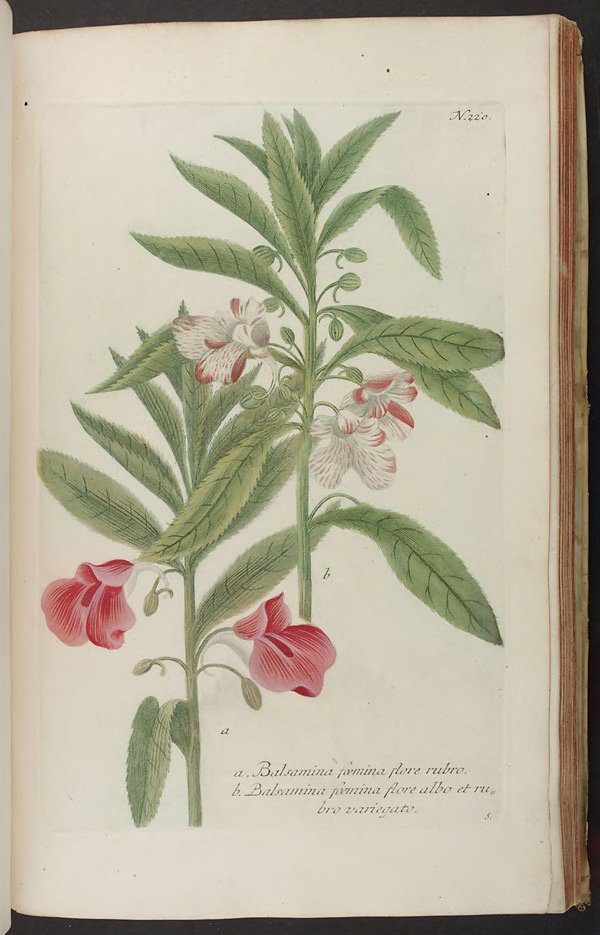 no full size  illustration available (3a)