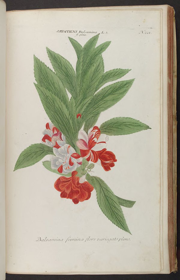 no full size  illustration available (3a)