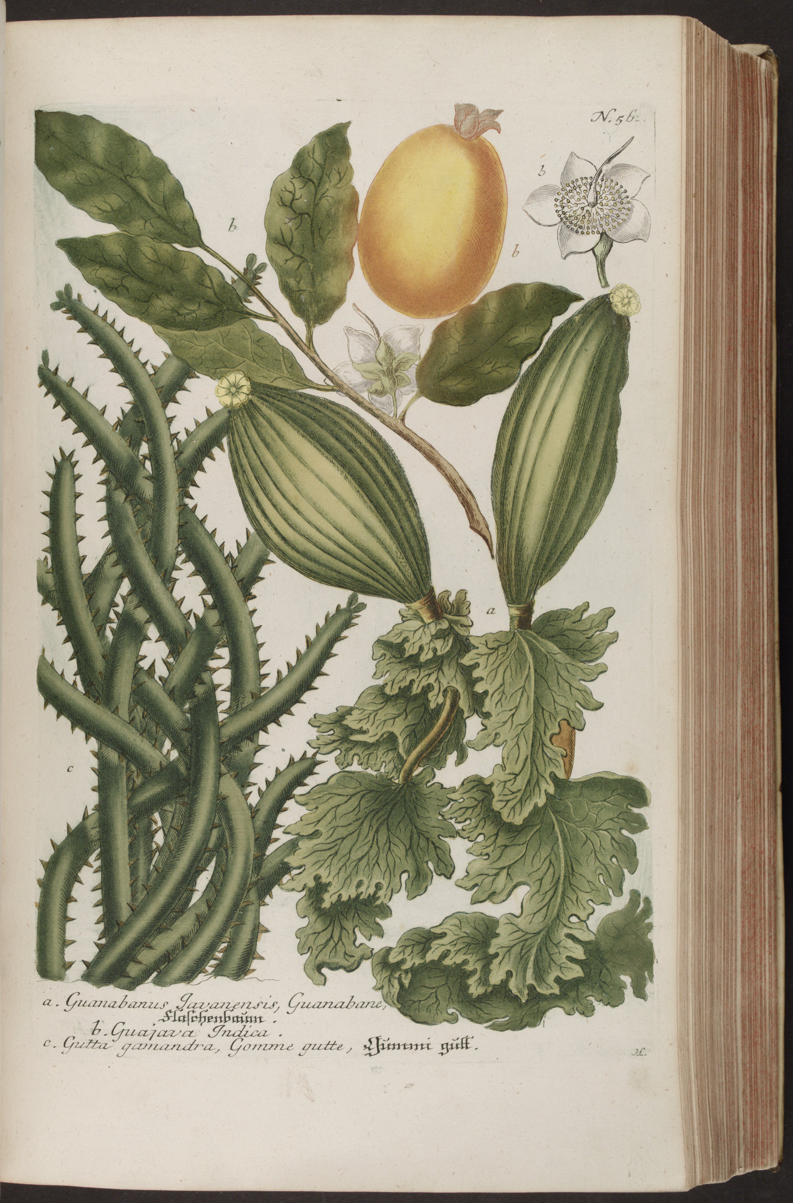 no full size  illustration available (3a)