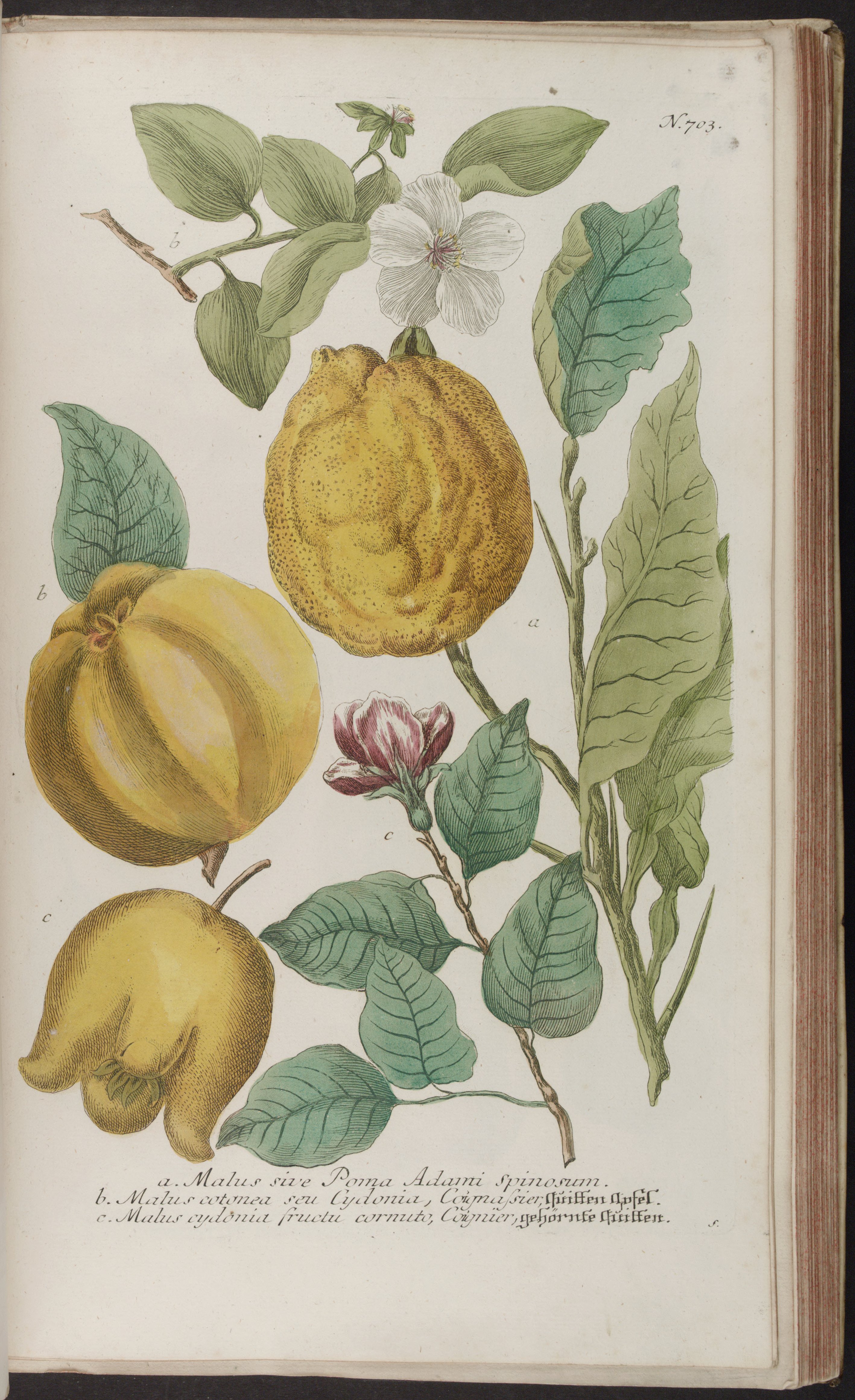 no full size  illustration available (3a)