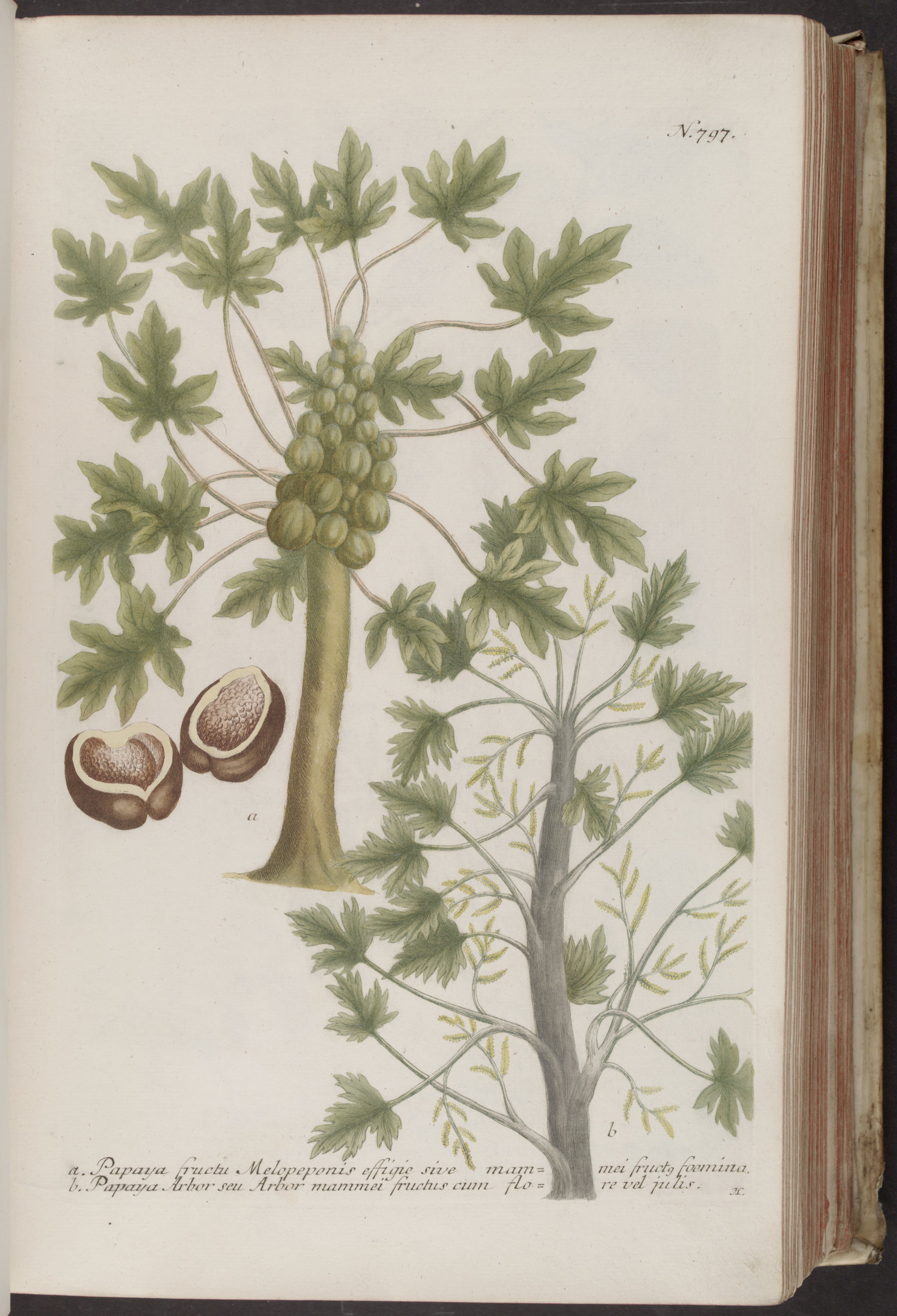 no full size  illustration available (3a)