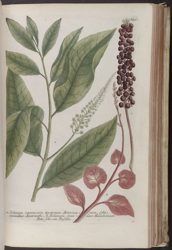 no full size  illustration available (3a)