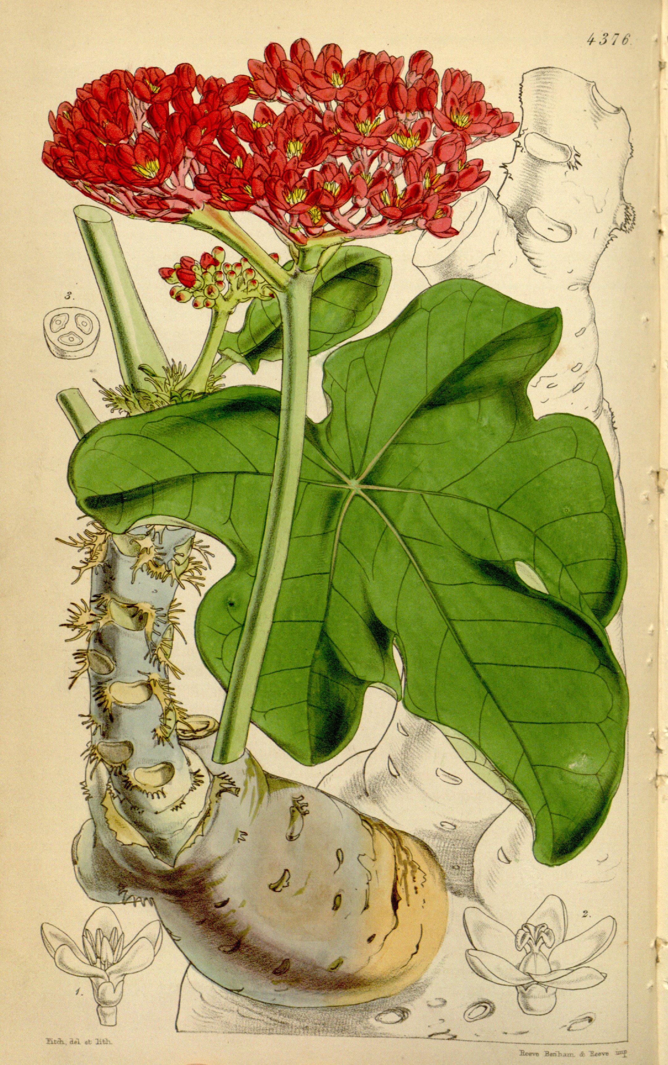 no full size  illustration available (3a)