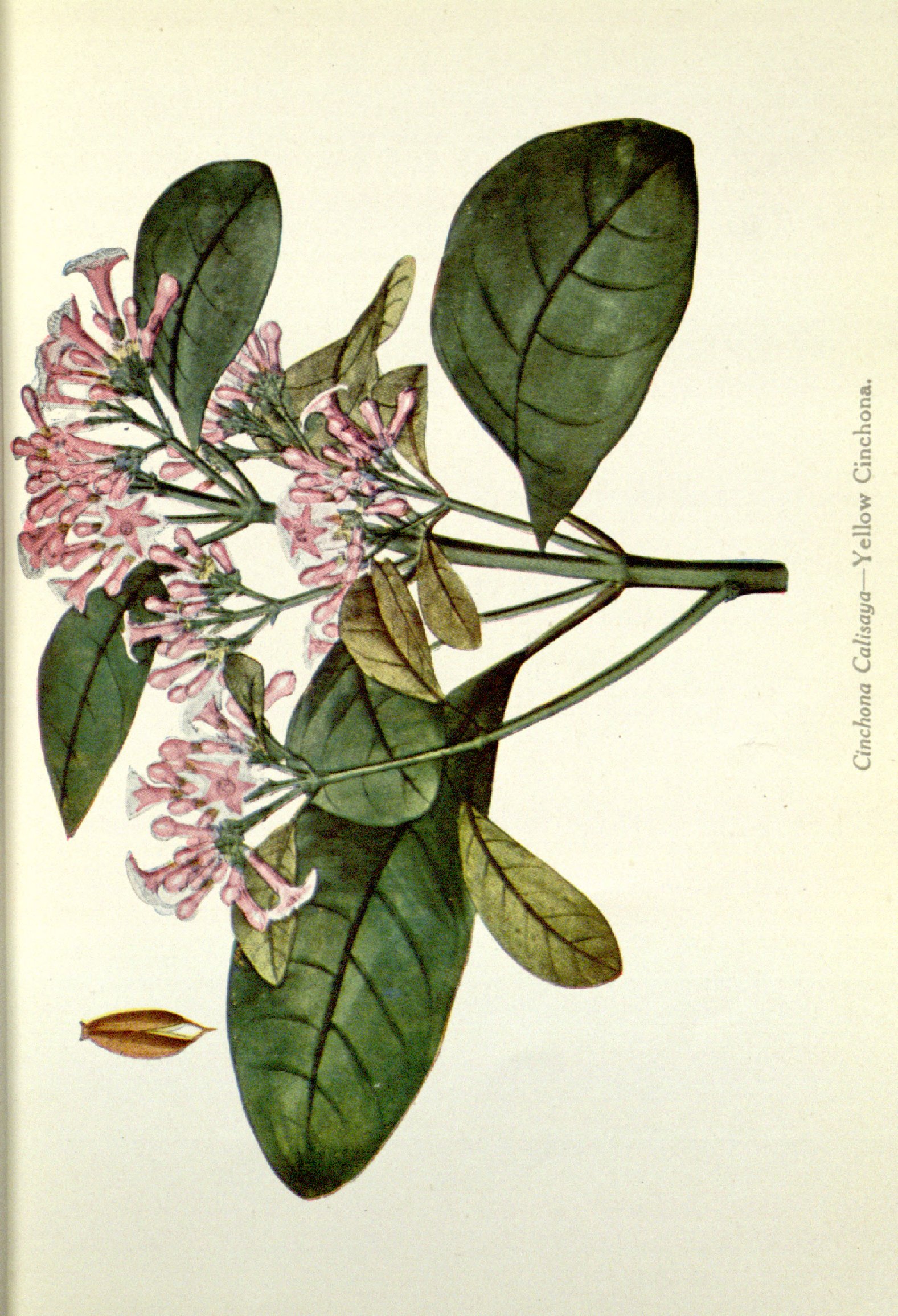 no full size  illustration available (3a)