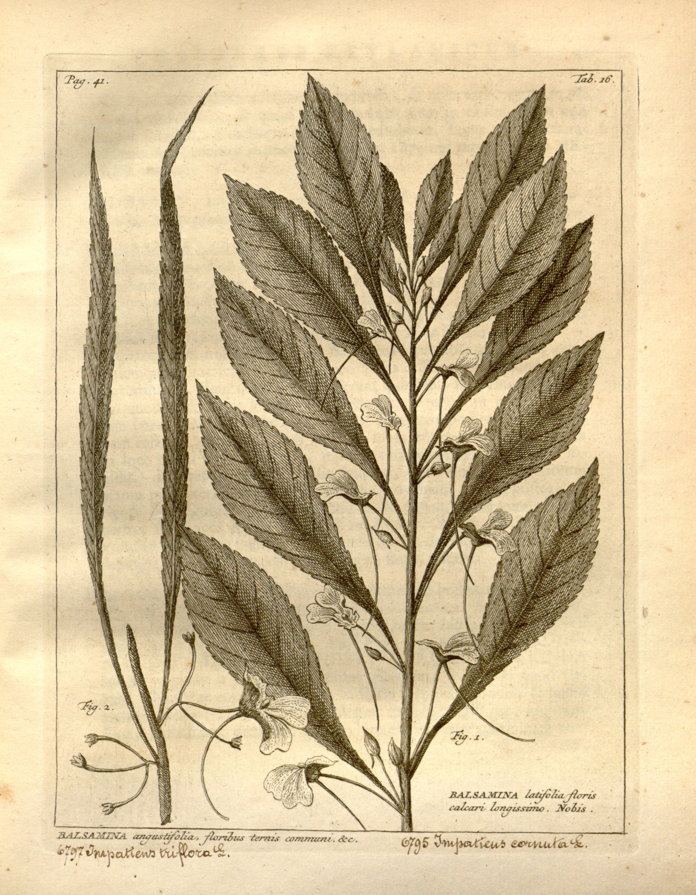 no full size  illustration available (3a)