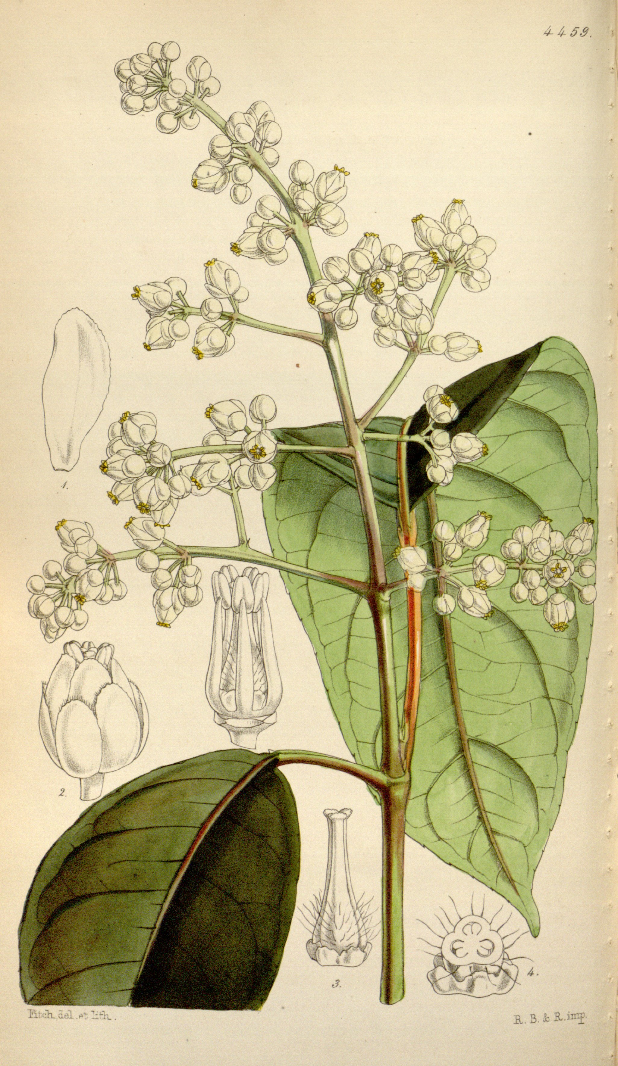 no full size  illustration available (3a)