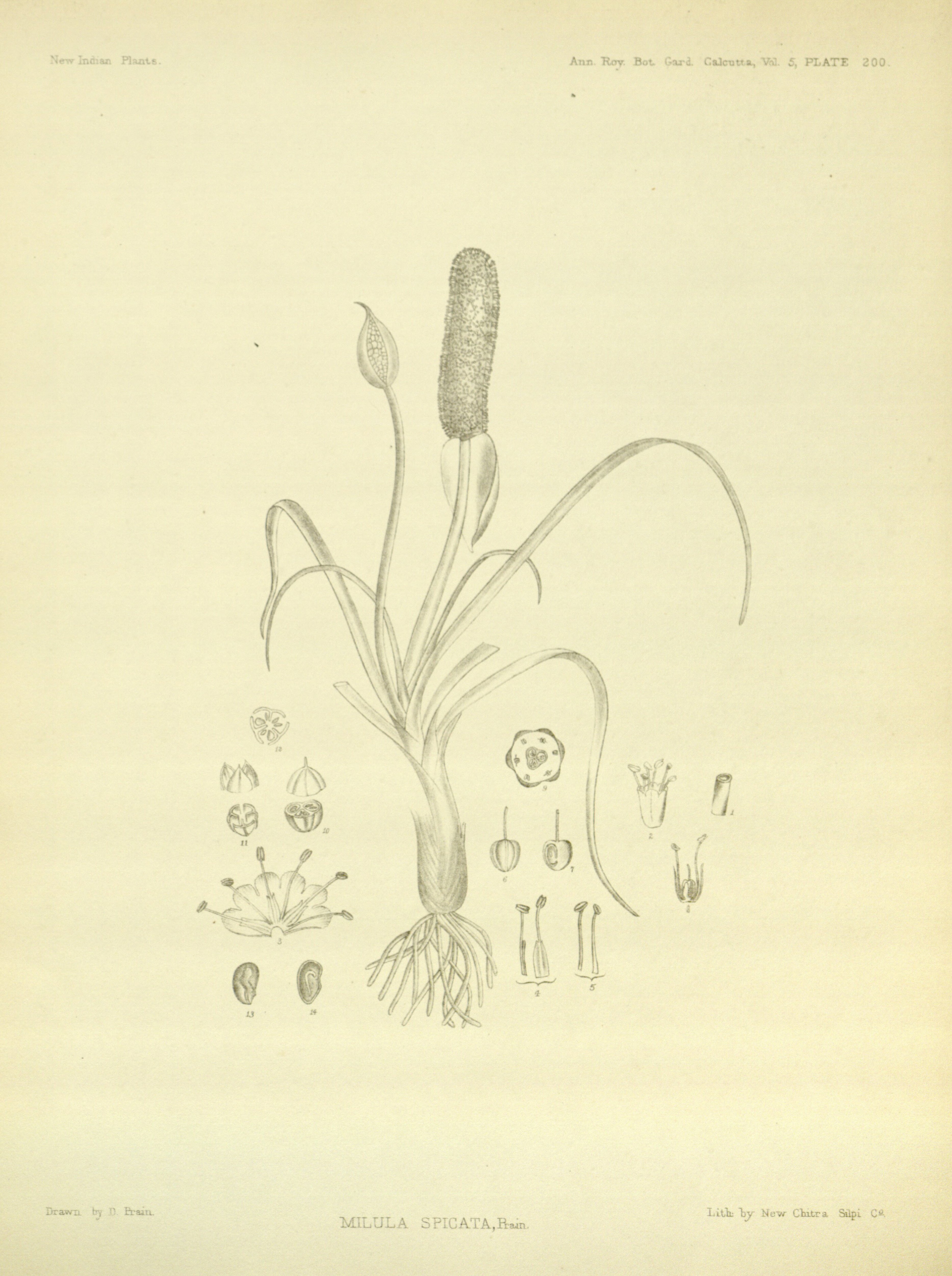 no full size  illustration available (3a)