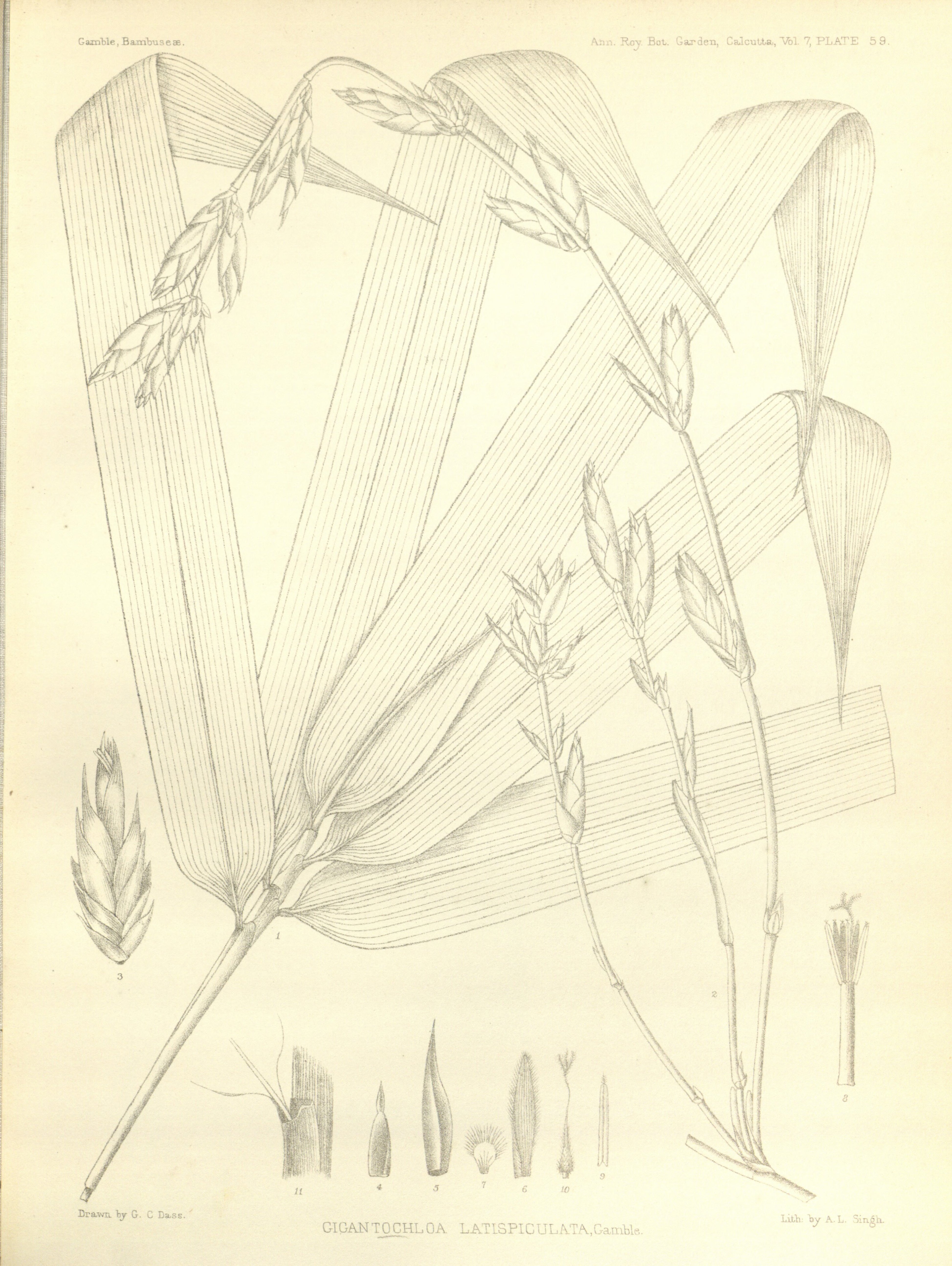 no full size  illustration available (3a)