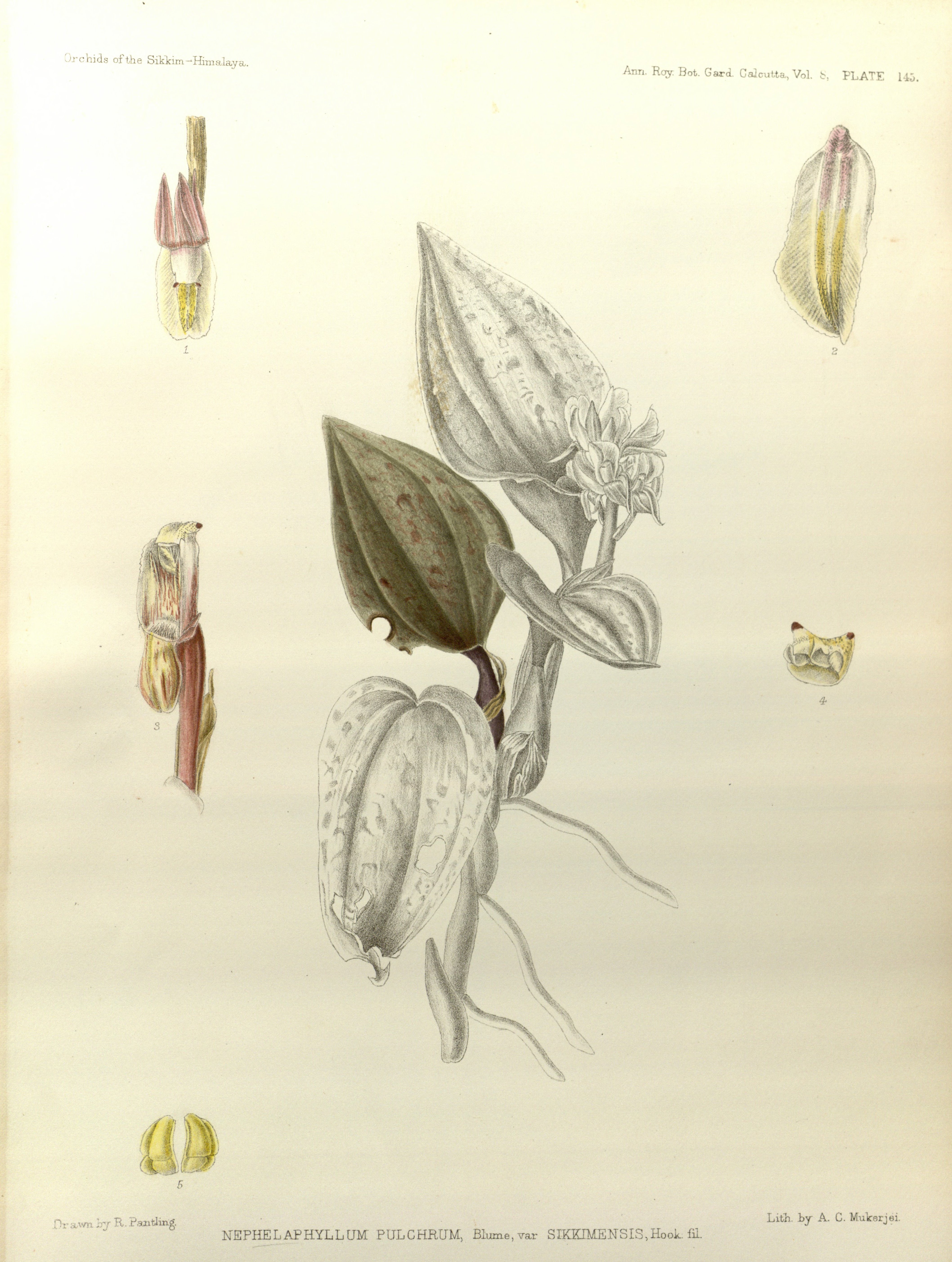 no full size  illustration available (3a)