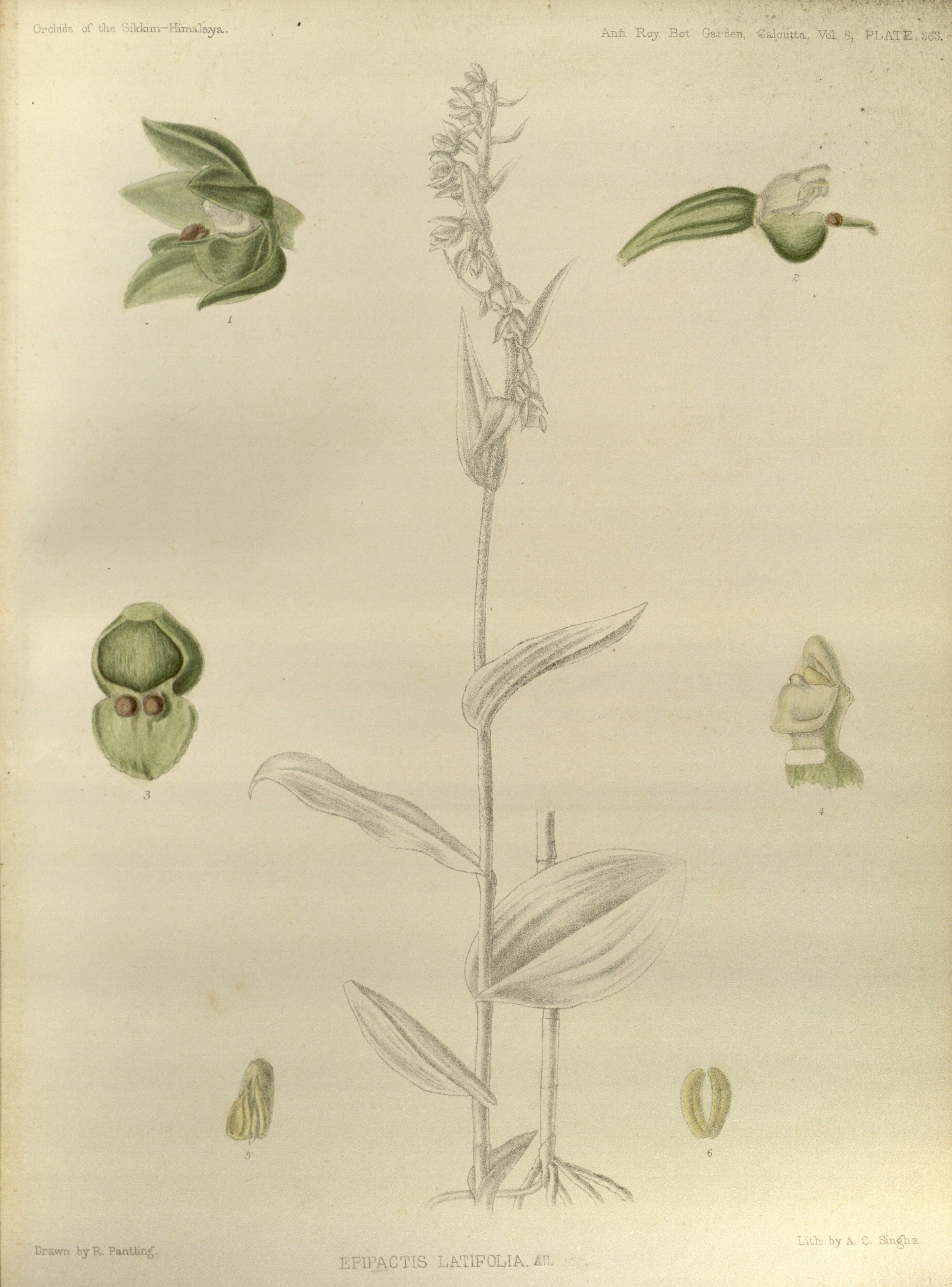 no full size  illustration available (3a)