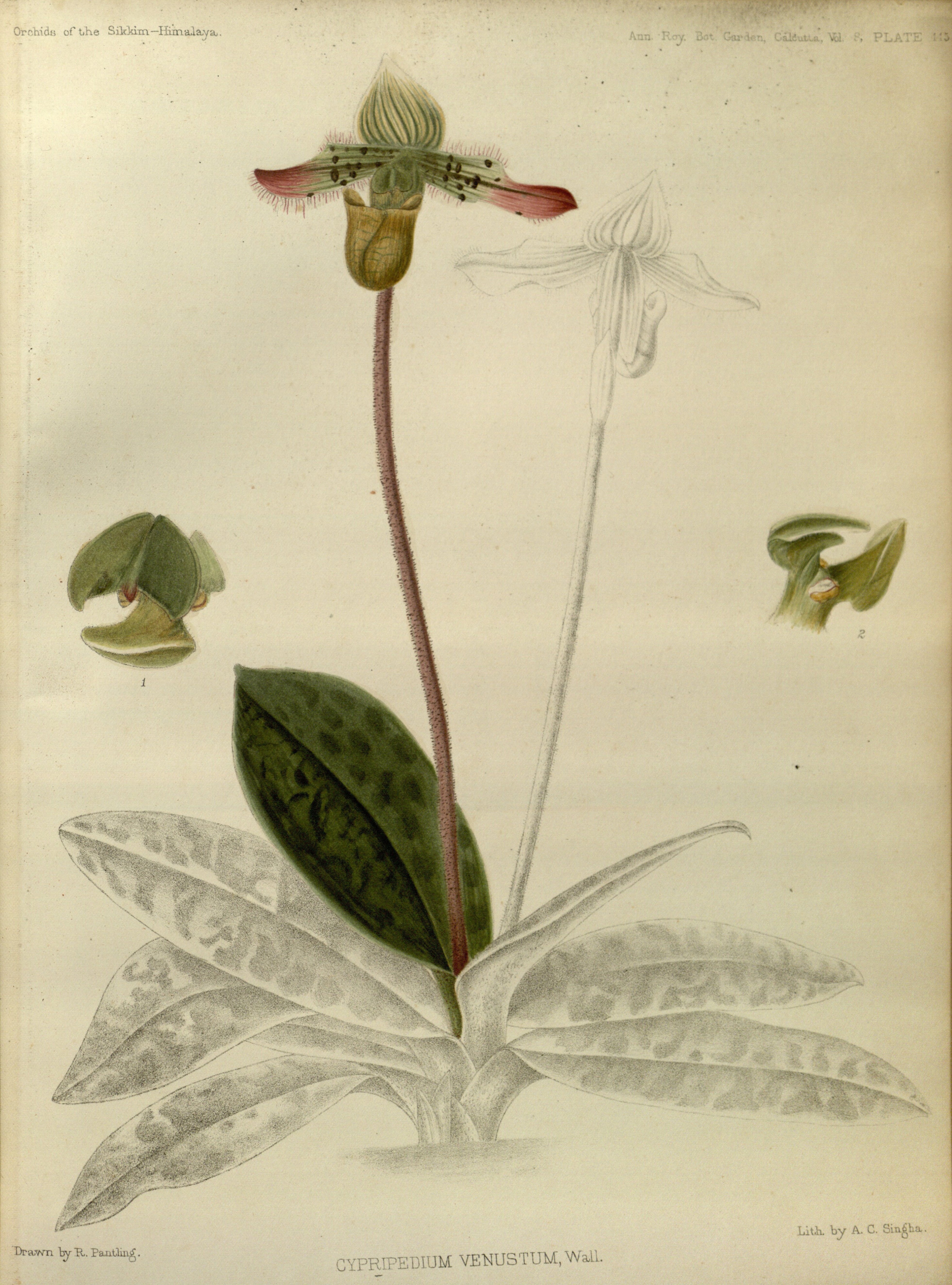 no full size  illustration available (3a)