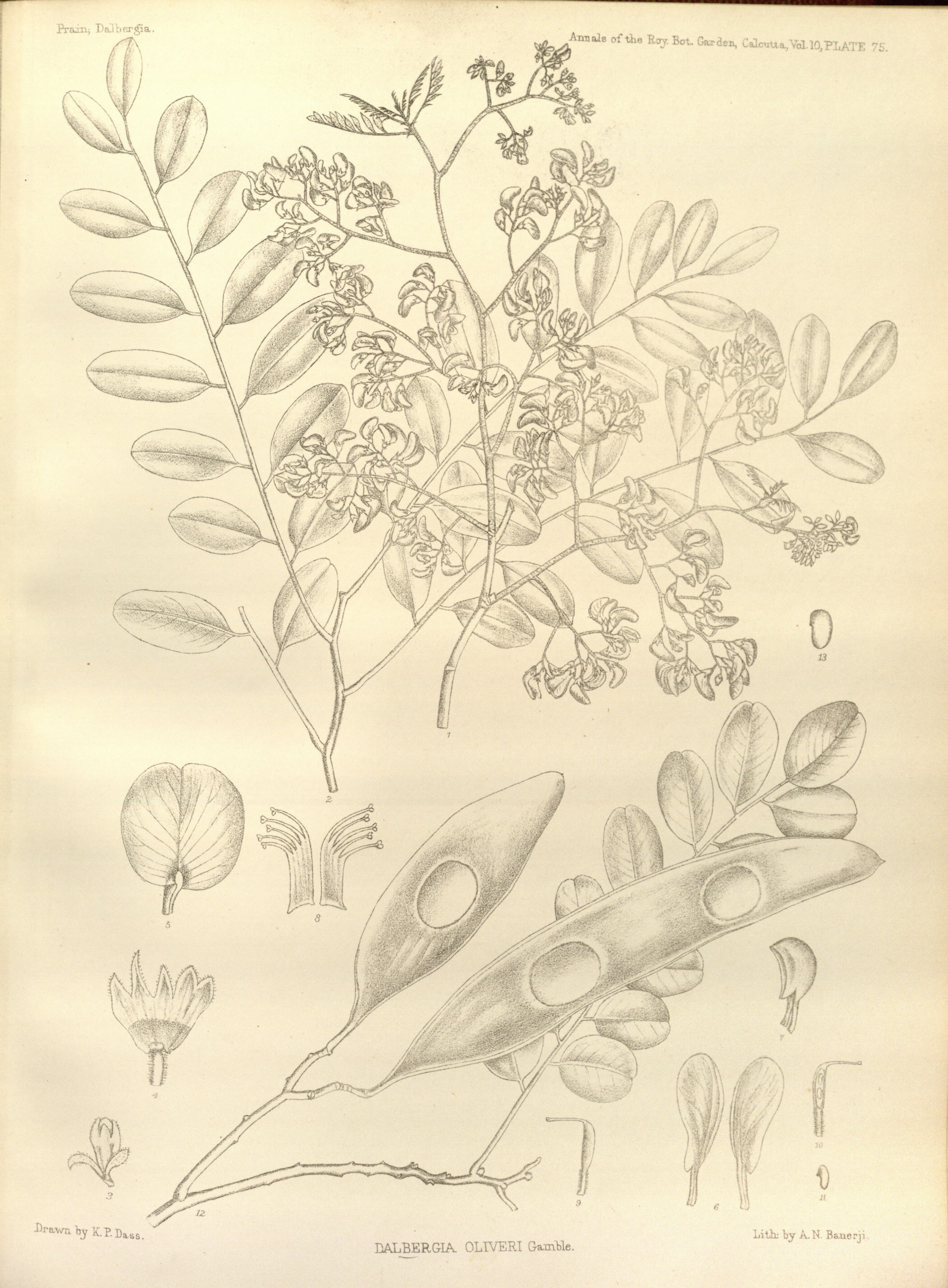 no full size  illustration available (3a)