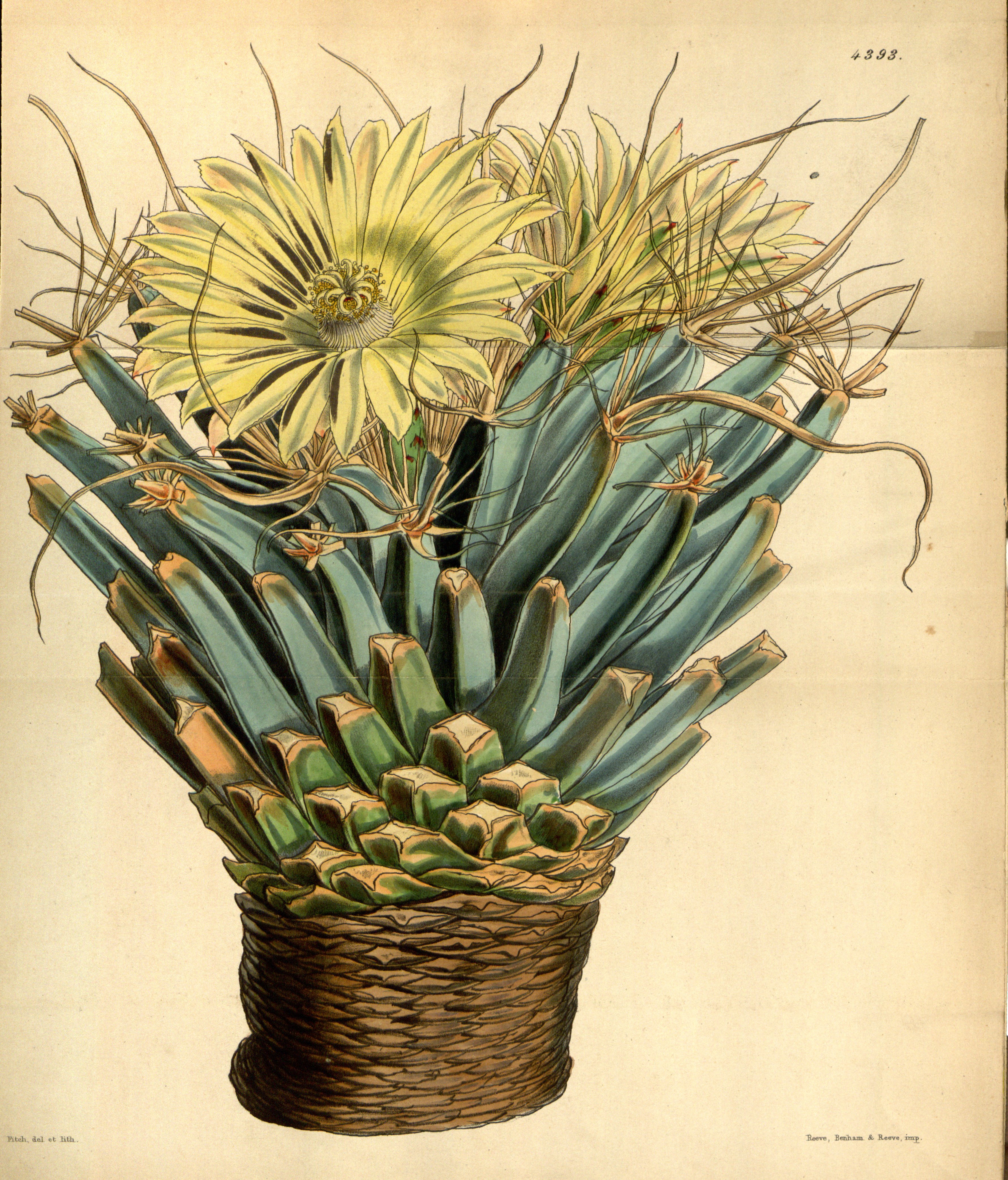 no full size  illustration available (3a)