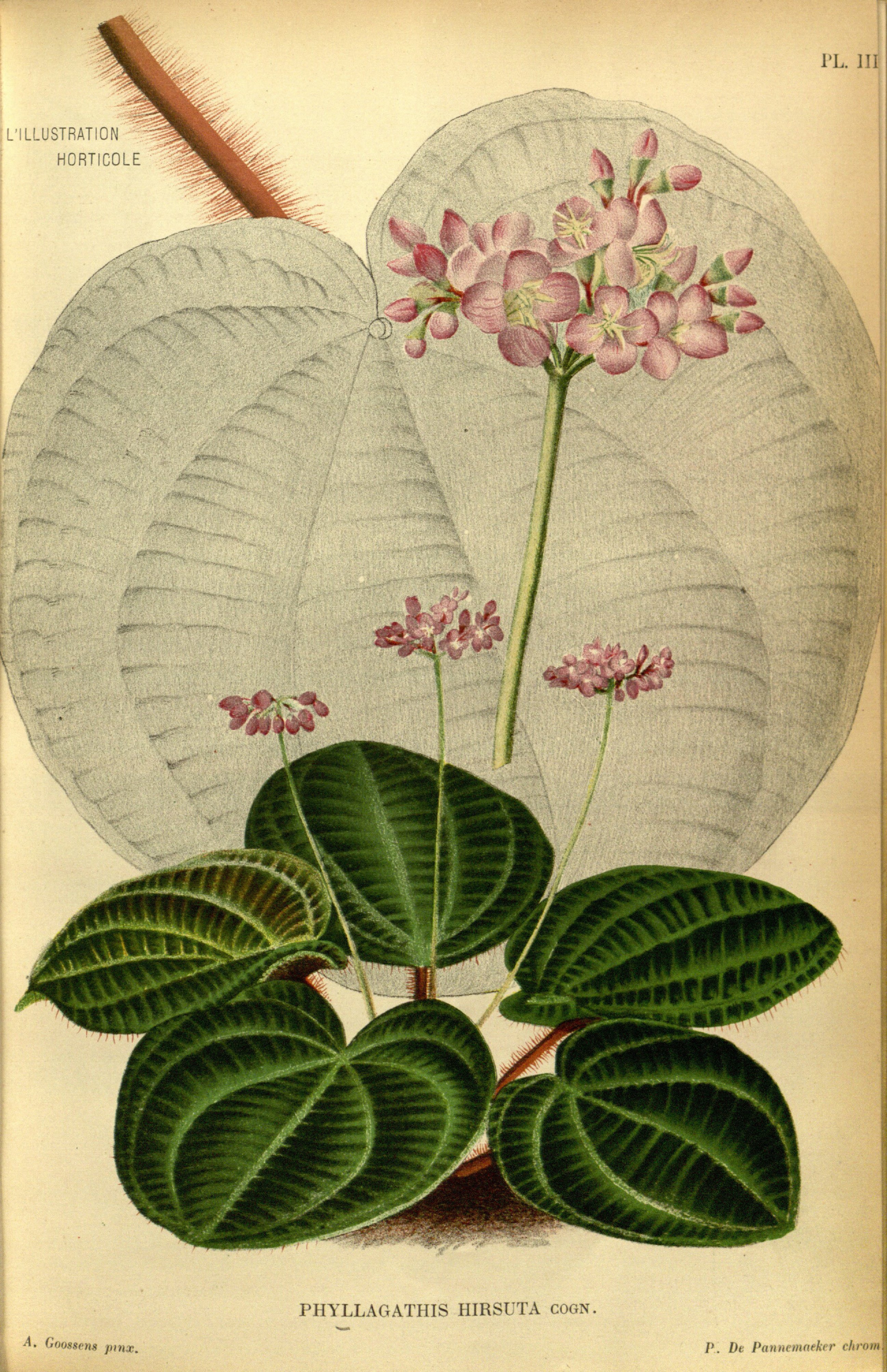 no full size  illustration available (3a)