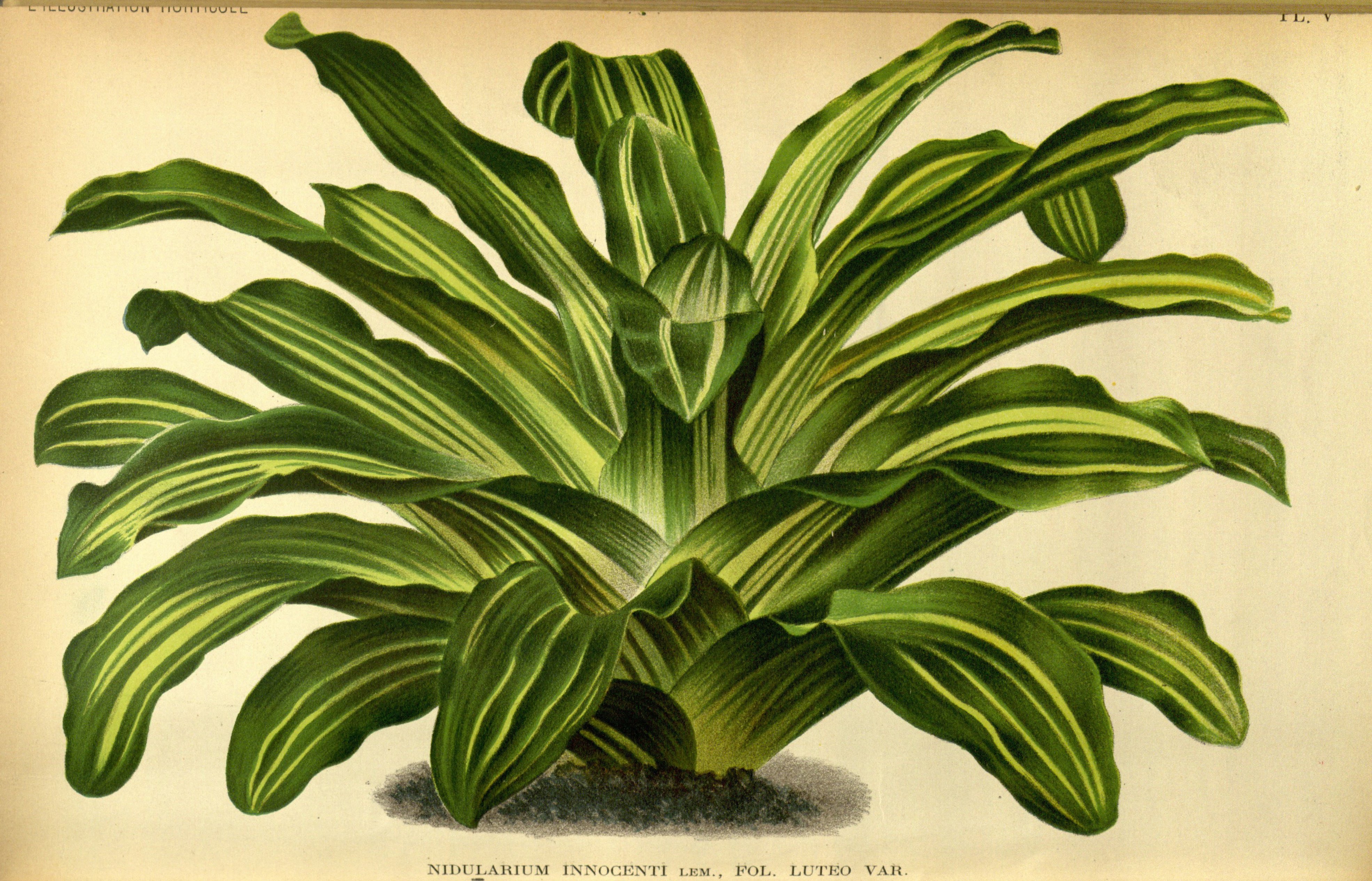 no full size  illustration available (3a)