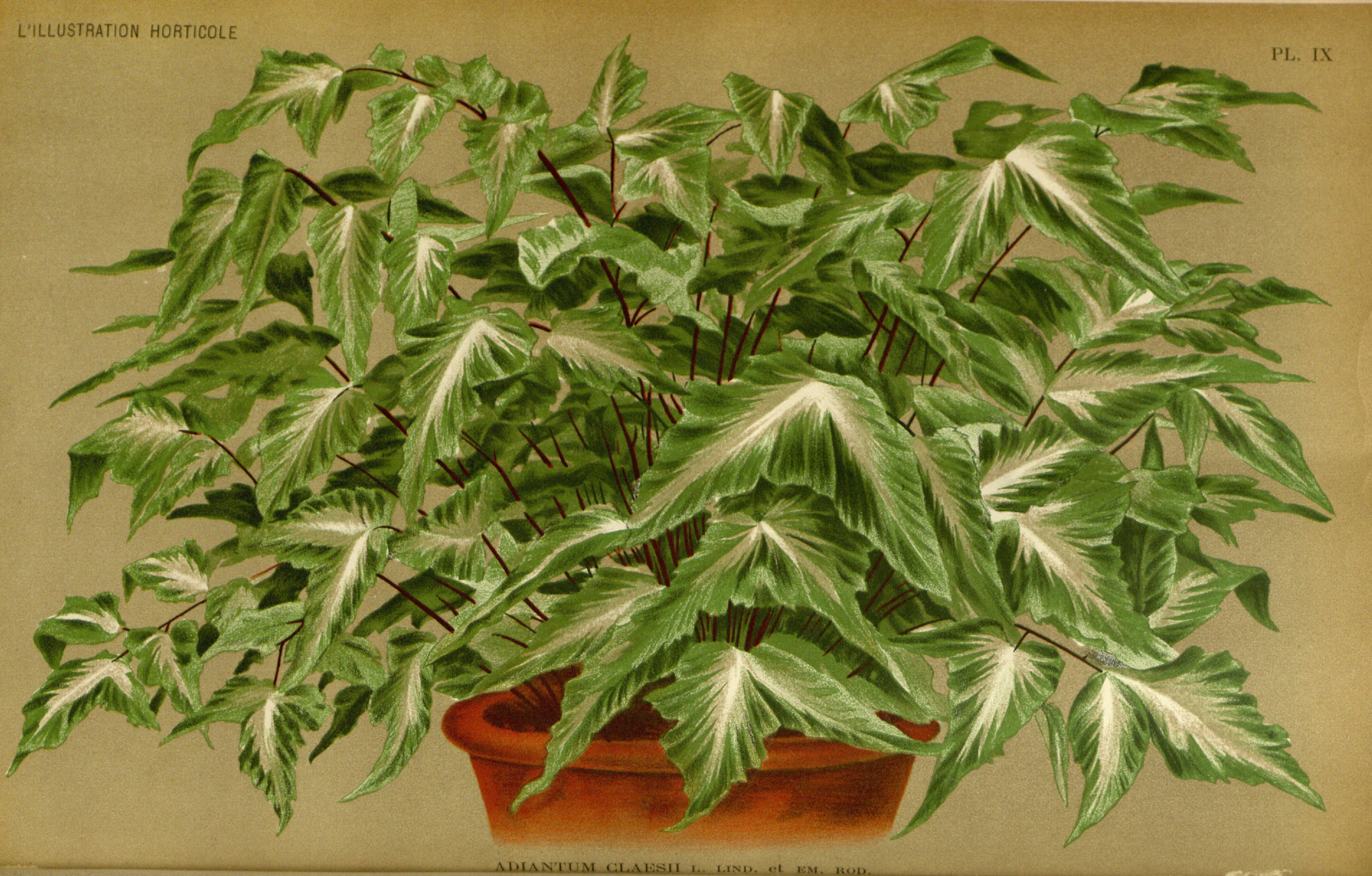 no full size  illustration available (3a)