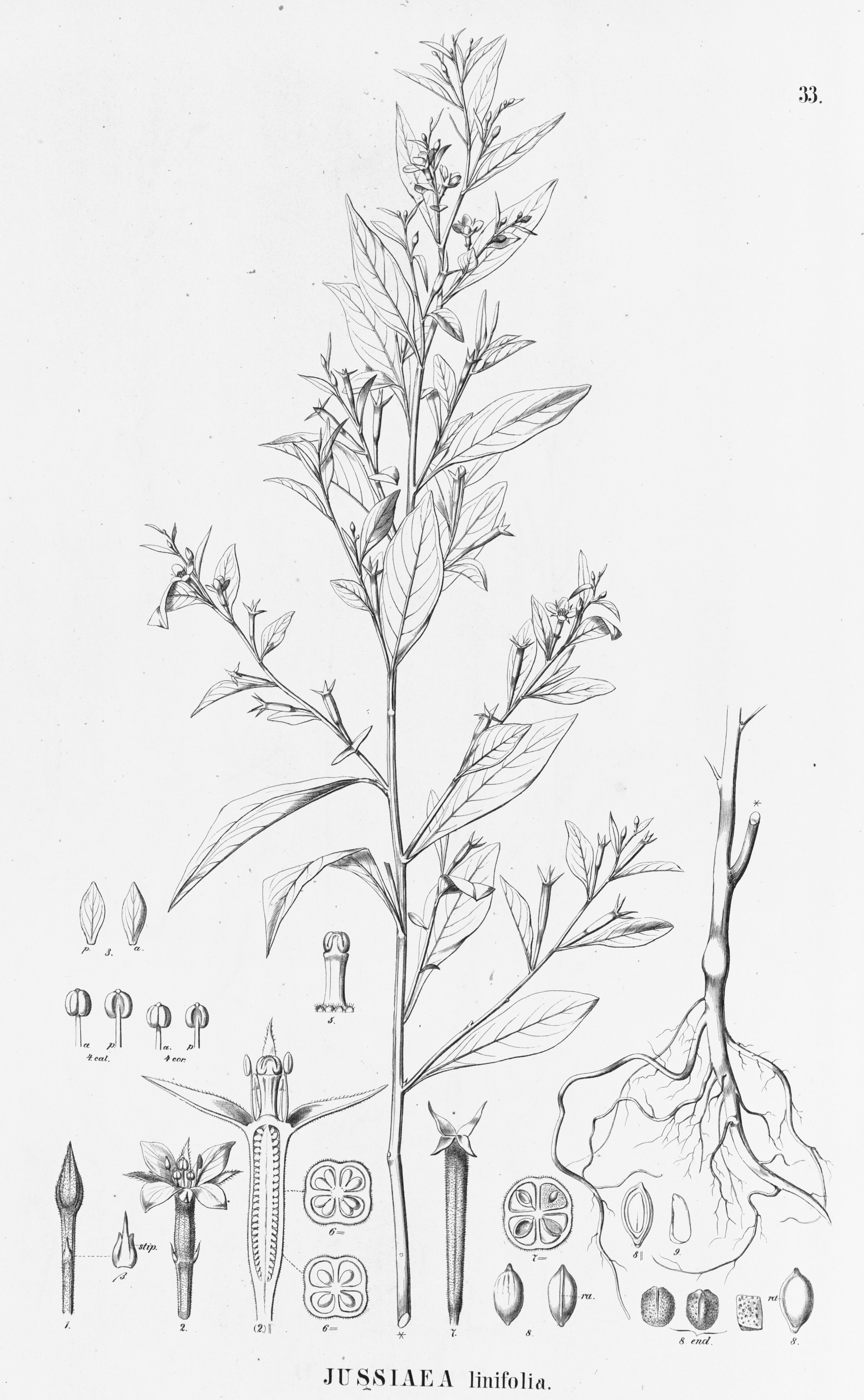 no full size  illustration available (3a)