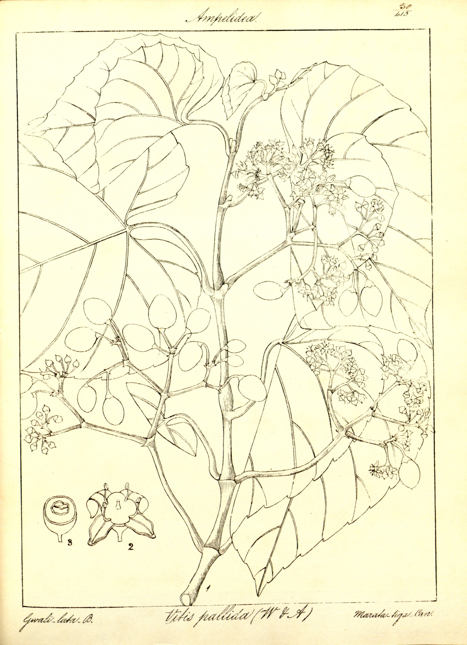 no full size  illustration available (3a)