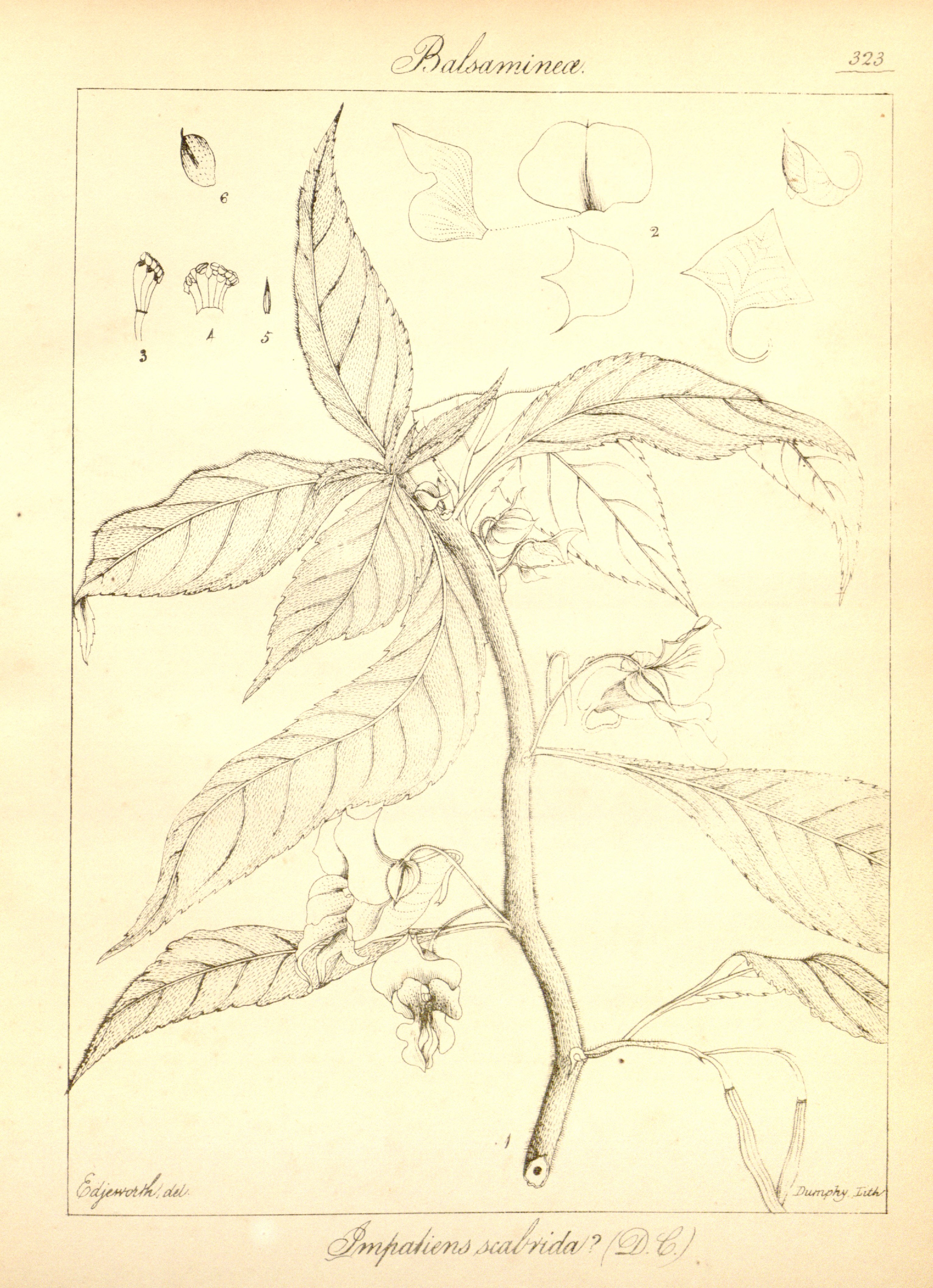 no full size  illustration available (3a)