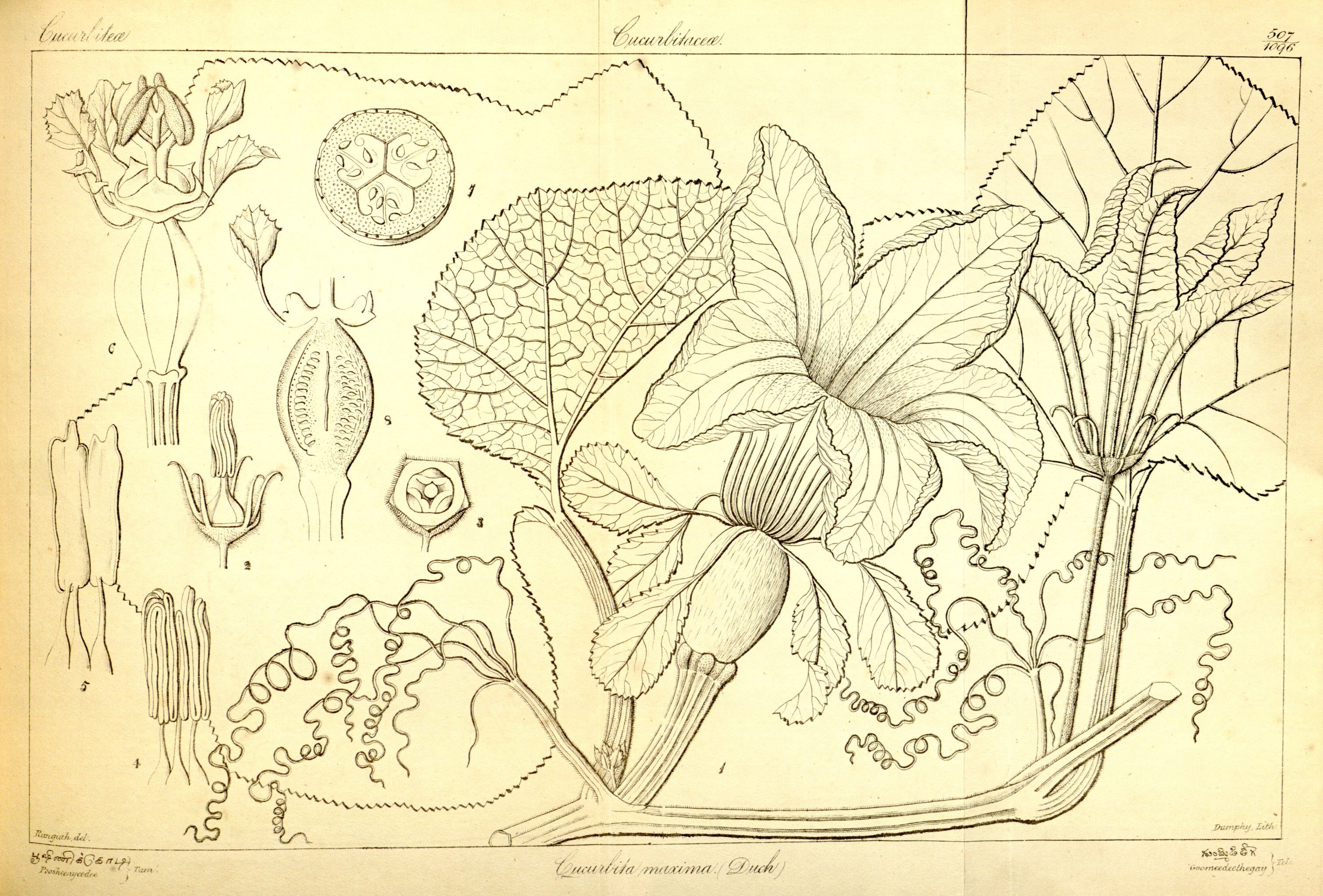 no full size  illustration available (3a)