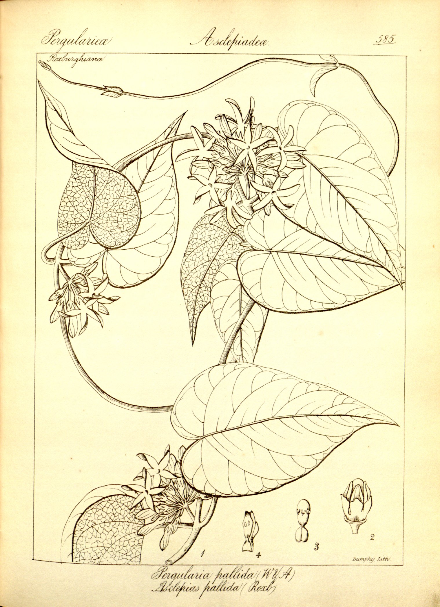 no full size  illustration available (3a)