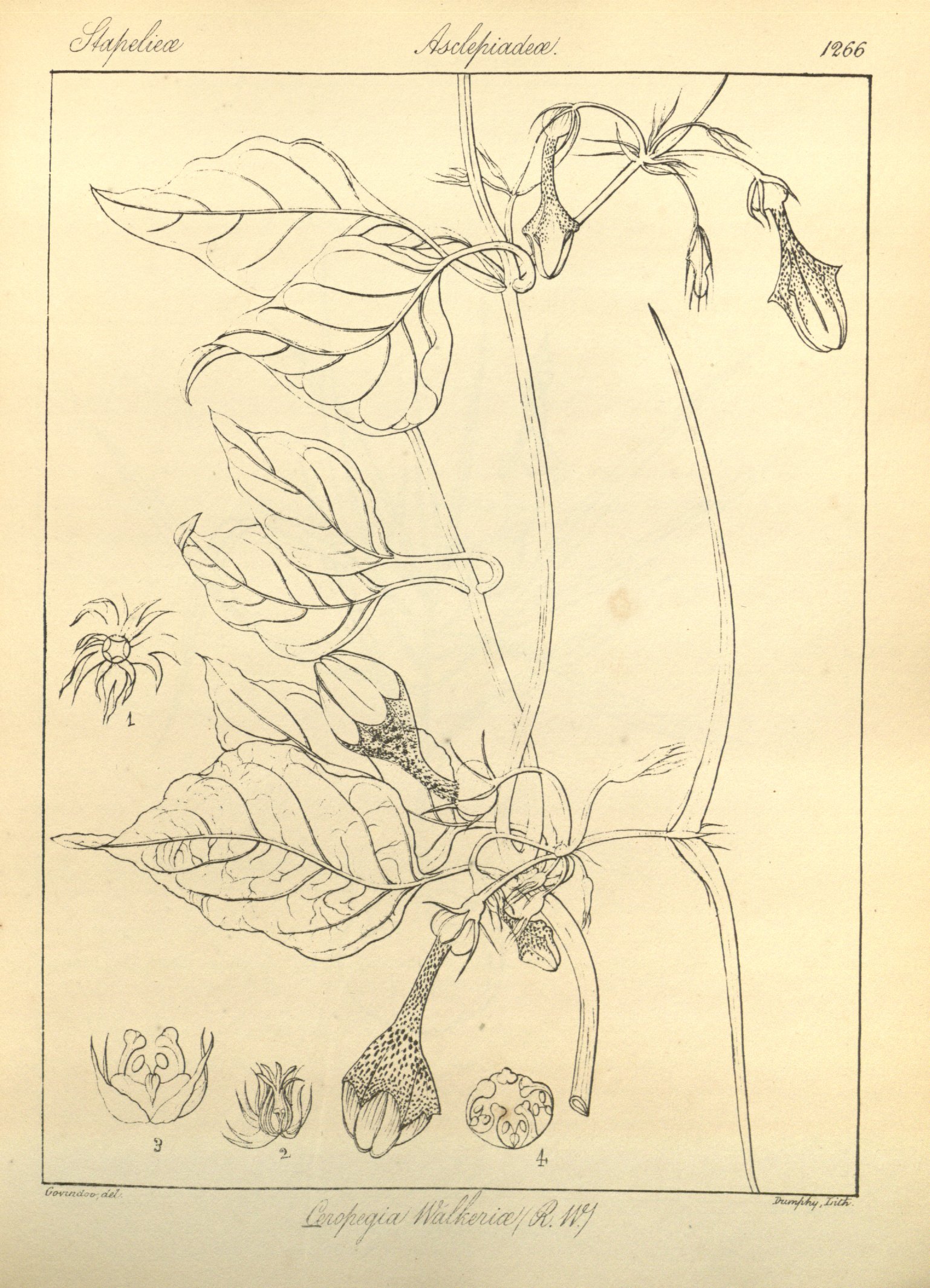 no full size  illustration available (3a)