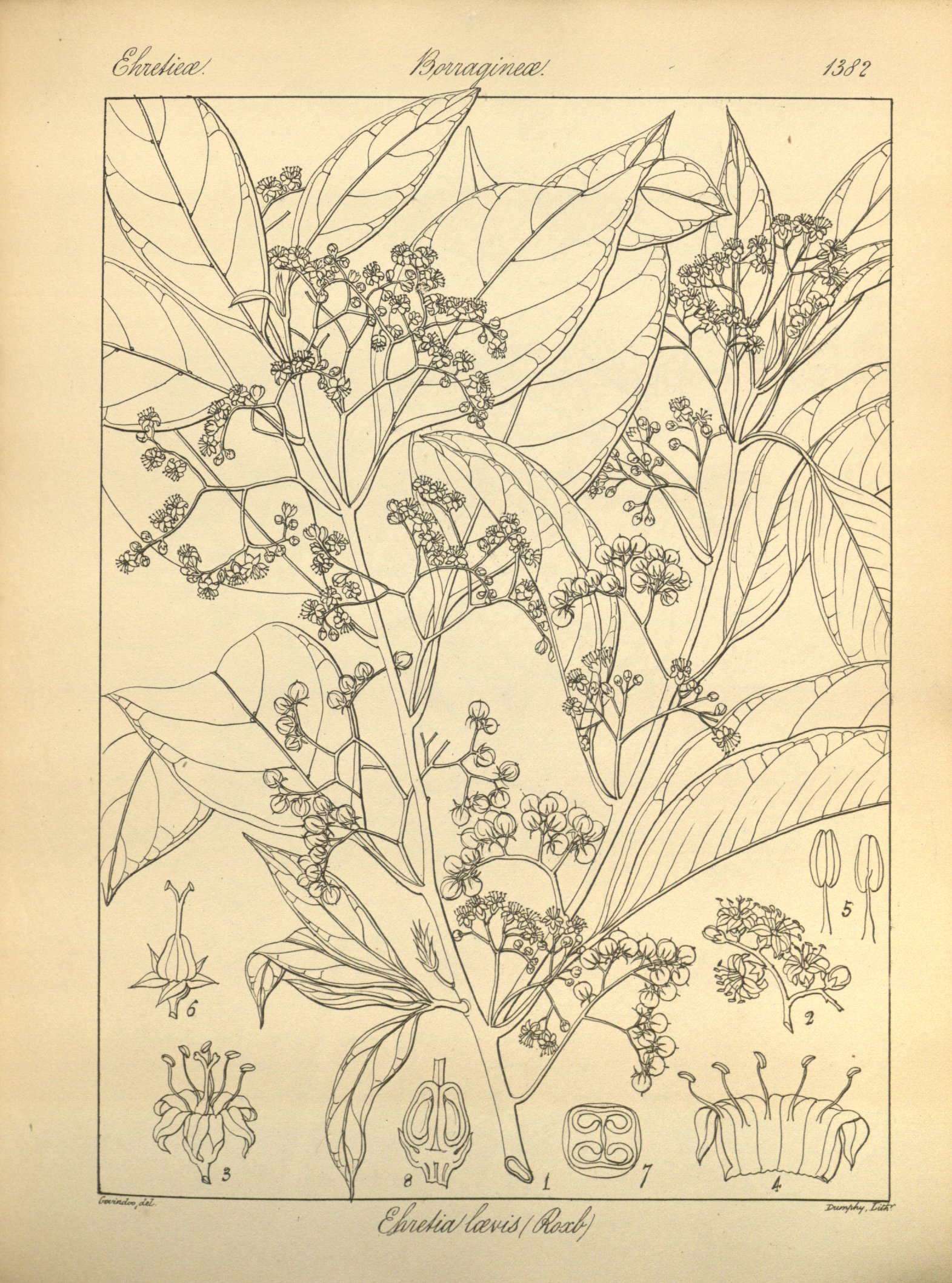 no full size  illustration available (3a)