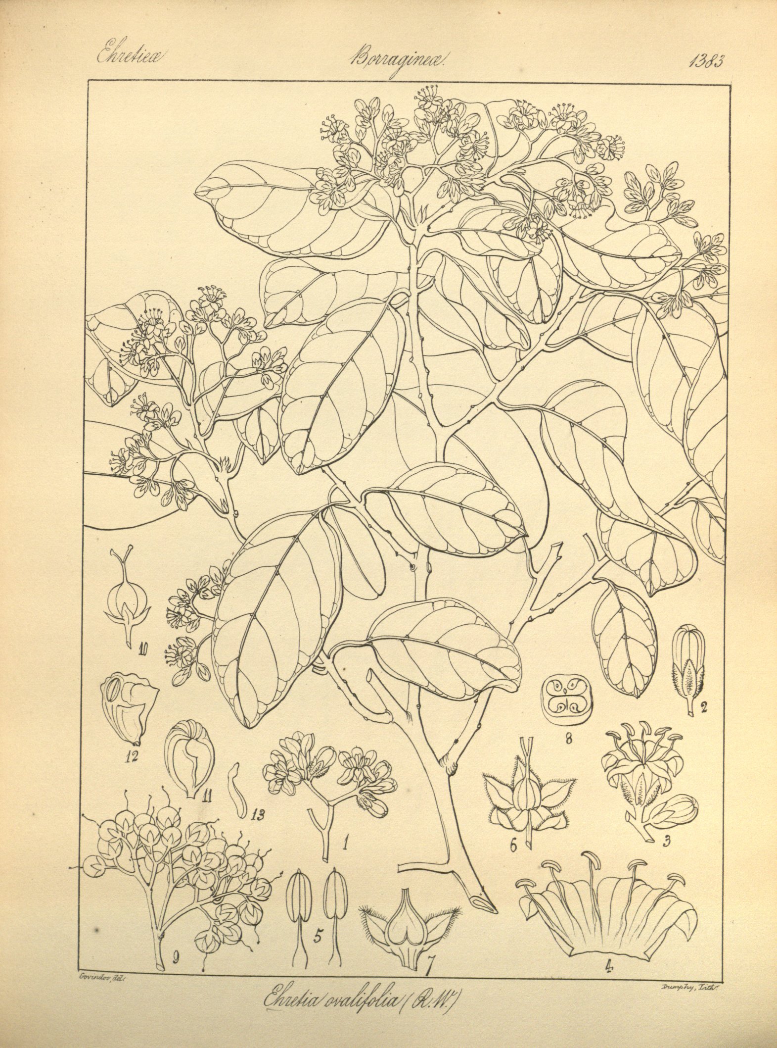 no full size  illustration available (3a)