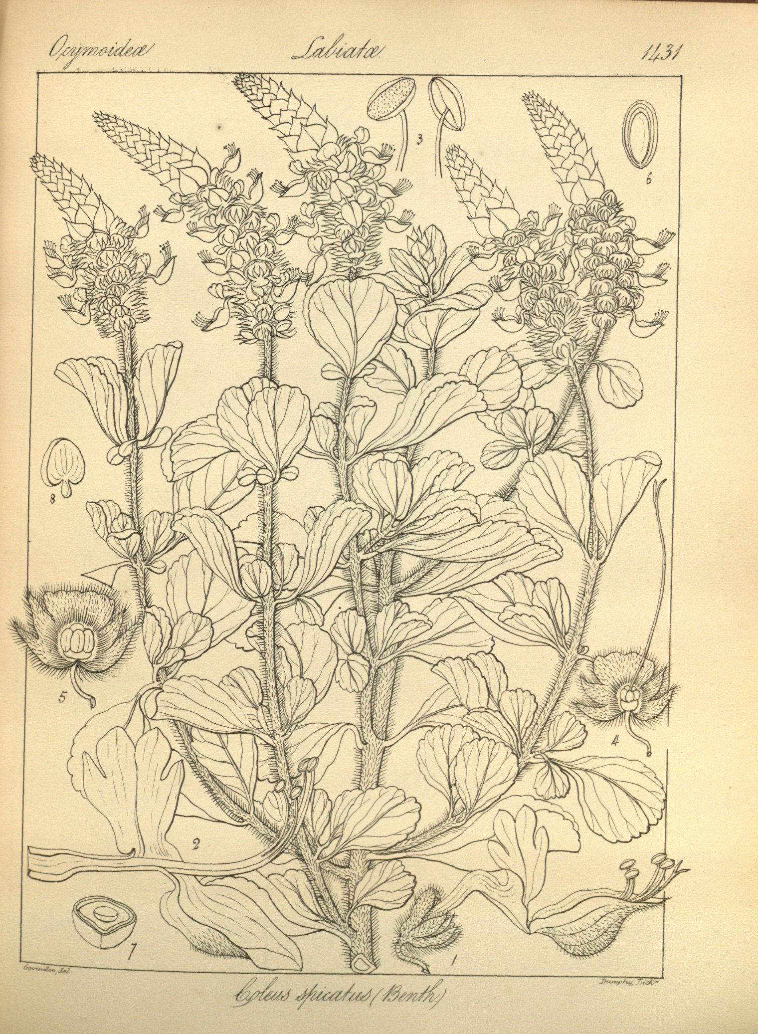 no full size  illustration available (3a)