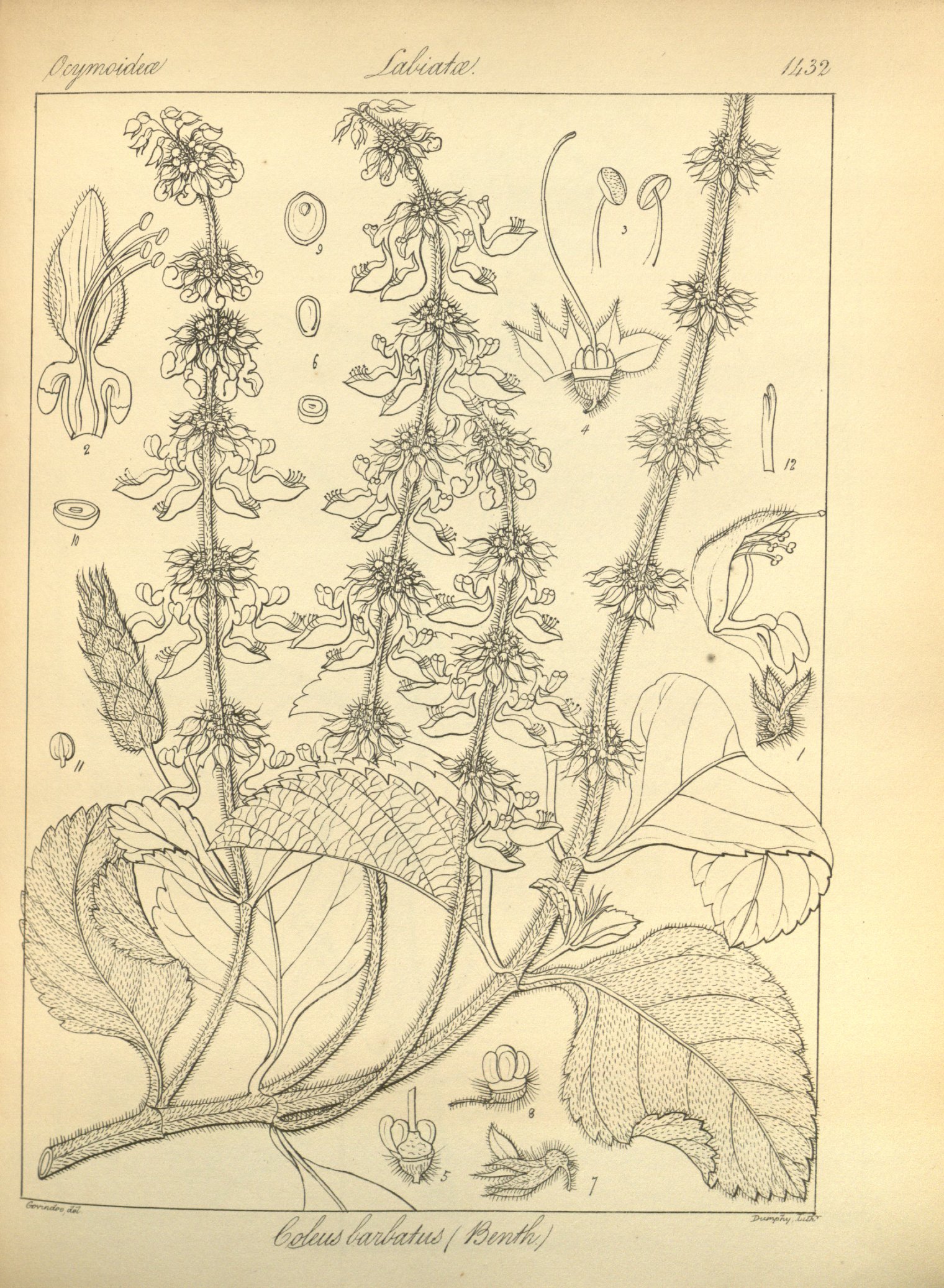 no full size  illustration available (3a)