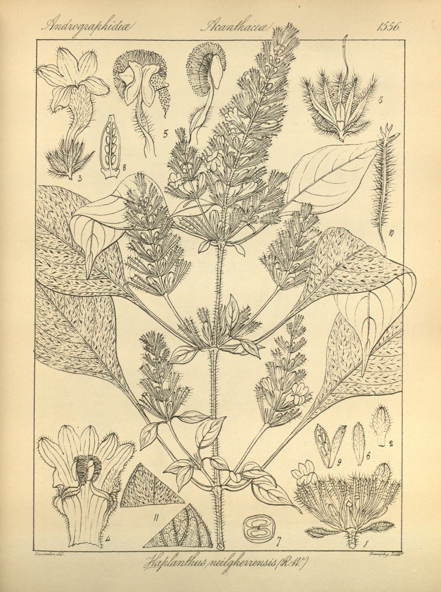 no full size  illustration available (3a)