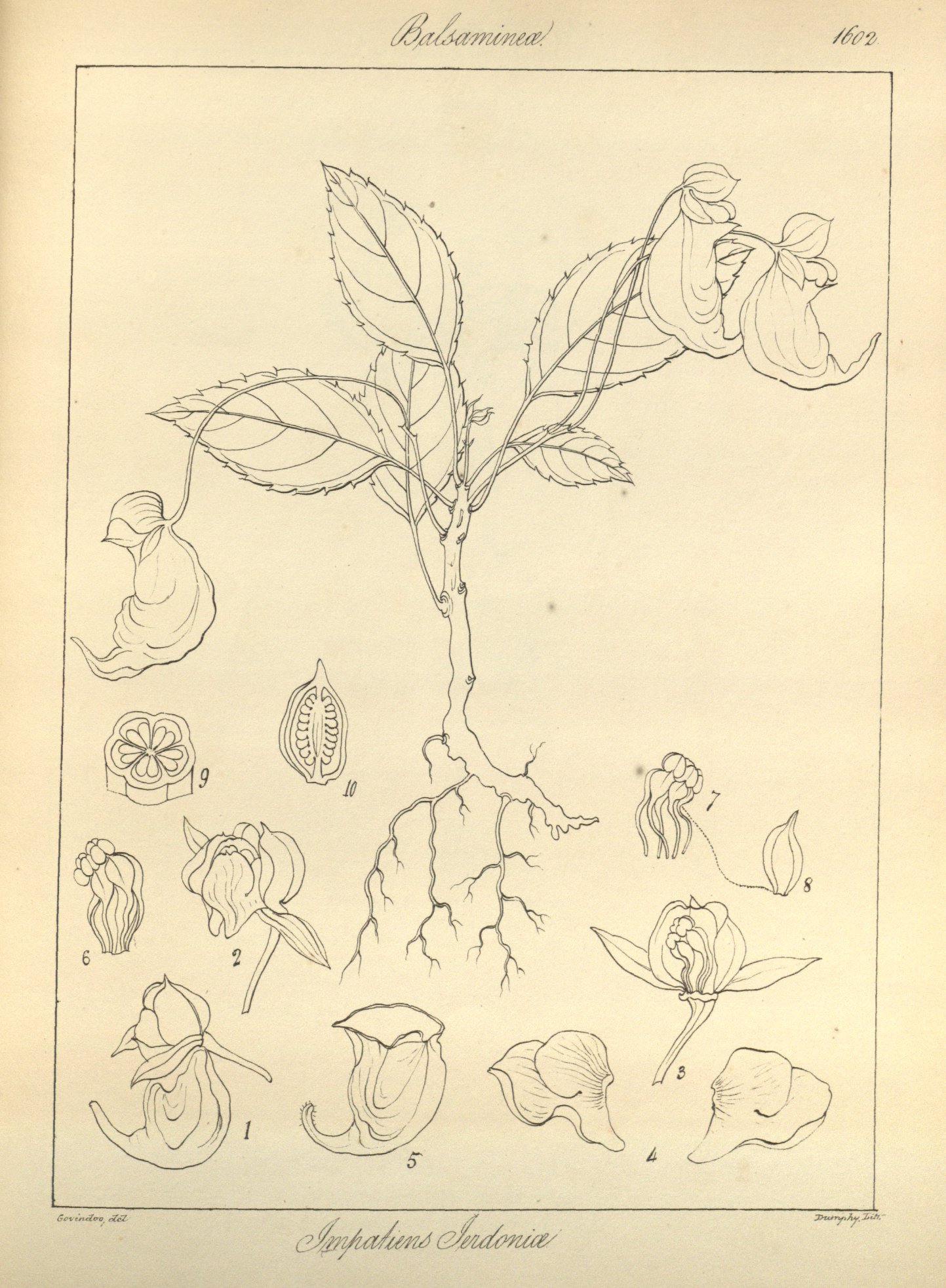 no full size  illustration available (3a)