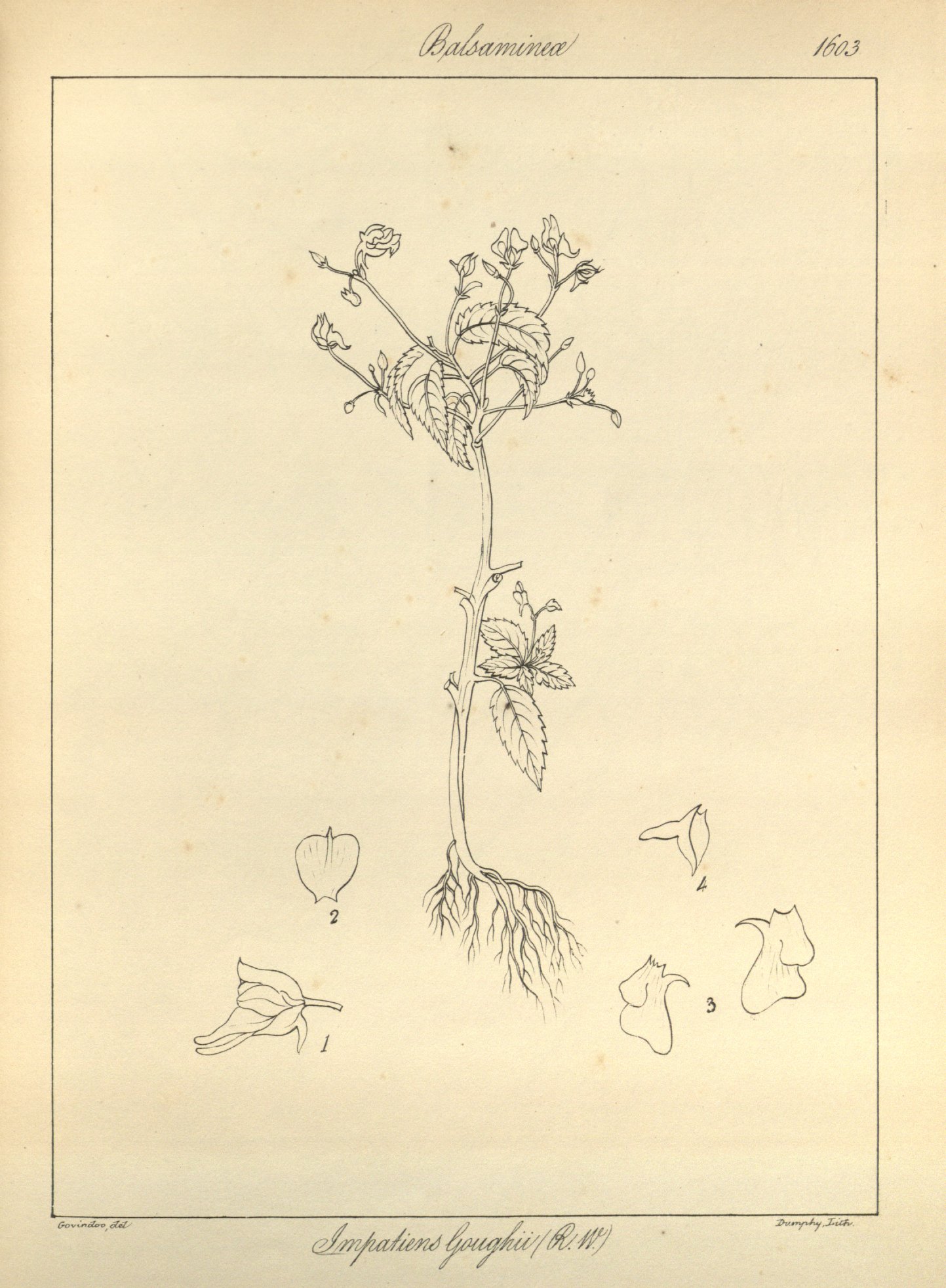 no full size  illustration available (3a)