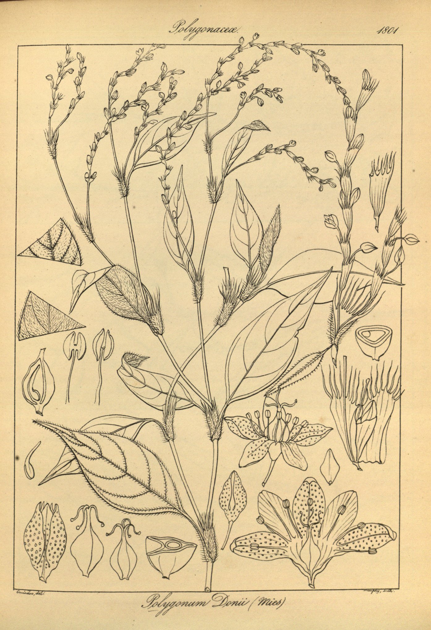 no full size  illustration available (3a)