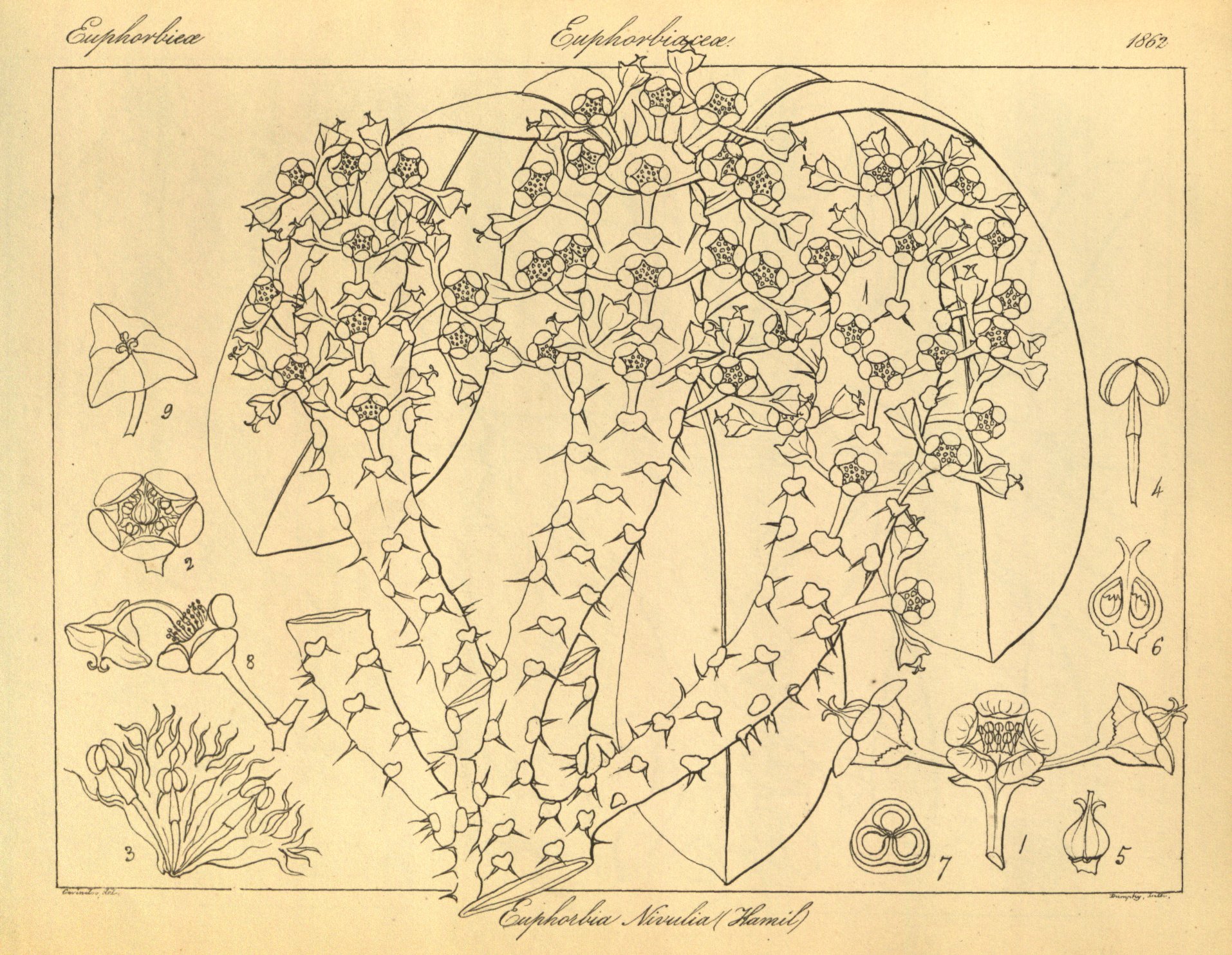 no full size  illustration available (3a)