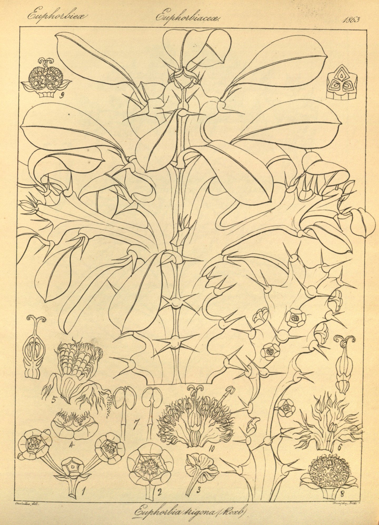 no full size  illustration available (3a)