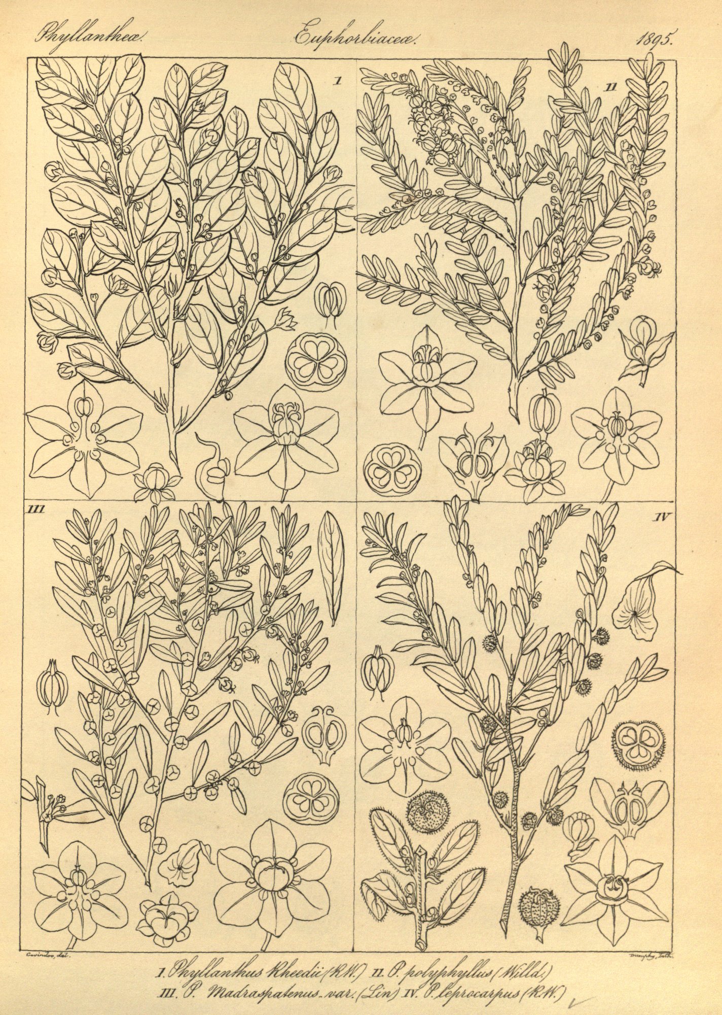 no full size  illustration available (3a)