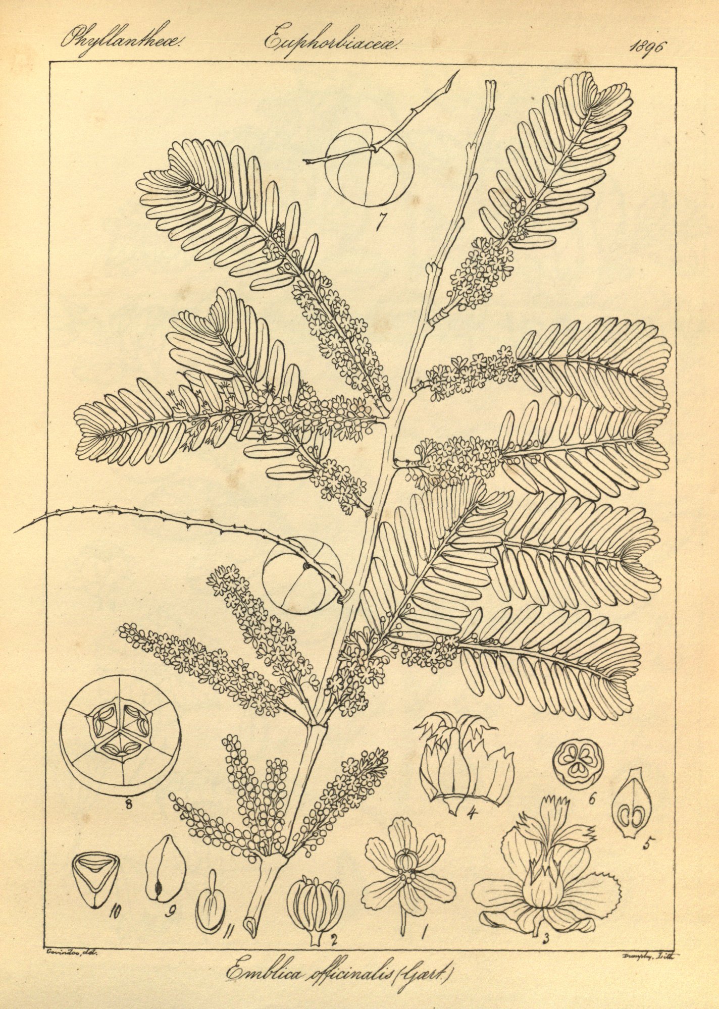 no full size  illustration available (3a)